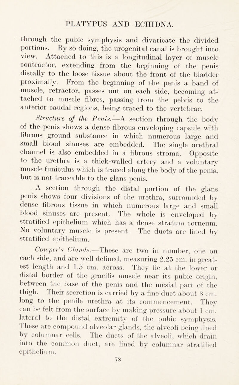 through the pubic symphysis and divaricate the divided portions. By so doing, the urogenital canal is brought into view. Attached to this is a longitudinal layer of muscle contractor, extending from the beginning of the penis distally to the loose tissue about the front of the bladder proximally. From the beginning of the penis a band of muscle, retractor, passes out on each side, becoming at- tached to muscle fibres, passing from the pelvis to the anterior caudal regions, being traced to the vertebrae. Structure of the Penis.—A section through the body of the penis shows a dense fibrous enveloping capsule with fibrous ground substance in which numerous large and small blood sinuses are embedded. The single urethral channel is also embedded in a fibrous stroma. Opposite to the urethra is a thick-walled artery and a voluntary muscle funiculus which is traced along the body of the penis, but is not traceable to the glans penis. A section through the distal portion of the glans penis shows four divisions of the urethra, surrounded by dense fibrous tissue in which numerous large and small blood sinuses are present. The whole is enveloped by stratified epithelium which has a dense stratum corneum. No voluntary muscle is present. The ducts are lined by stratified epithelium. CowpePs Glands.—These are two in number, one on each side, and are well defined, measuring 2.25 cm. in great- est length and 1.5 cm. across. They lie at the lower or distal border of the gracilis muscle near its pubic origin, between the base of the penis and the mesial part of the thigh. Their secretion is carried by a fine duct about 3 cm. long to the penile urethra at its commencement. They can be felt from the surface by making pressure about 1 cm. lateral to the distal extremity of the pubic symphysis. These are compound alveolar glands, the alveoli being lined by columnar cells. The ducts of the alveoli, which drain into the common duct, are lined by columnar stratified epithelium.