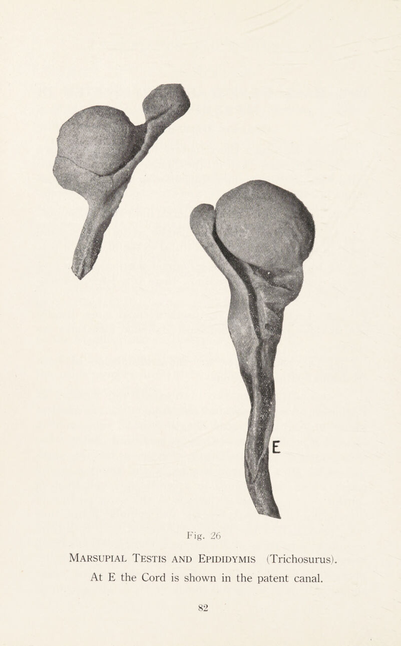 Marsupial Testis and Epididymis (Trichosurus). At E the Cord is shown in the patent canal