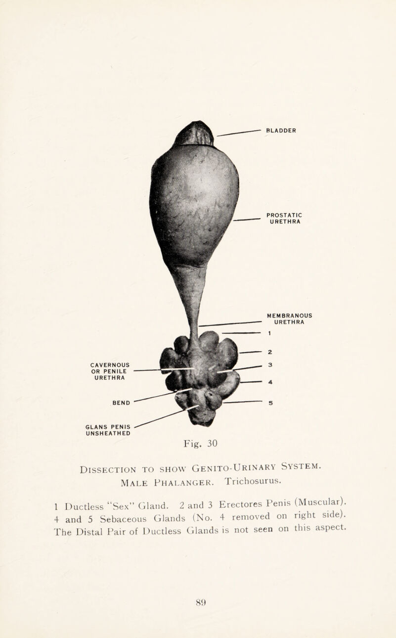 CAVERNOUS OR PENILE URETHRA BEND GLANS PENIS UNSHEATHED PROSTATIC URETHRA MEMBRANOUS URETHRA 1 2 3 4 5 Fig. 30 Dissection to show Genito-Urinary System. Male Phalanger. Trichosurus. 1 Ductless Sex” Gland. 2 and 3 Erectores Penis (Muscular). 4 and 5 Sebaceous Glands (No. 4 removed on right side). The Distal Pair of Ductless Glands is not seen on this aspect.