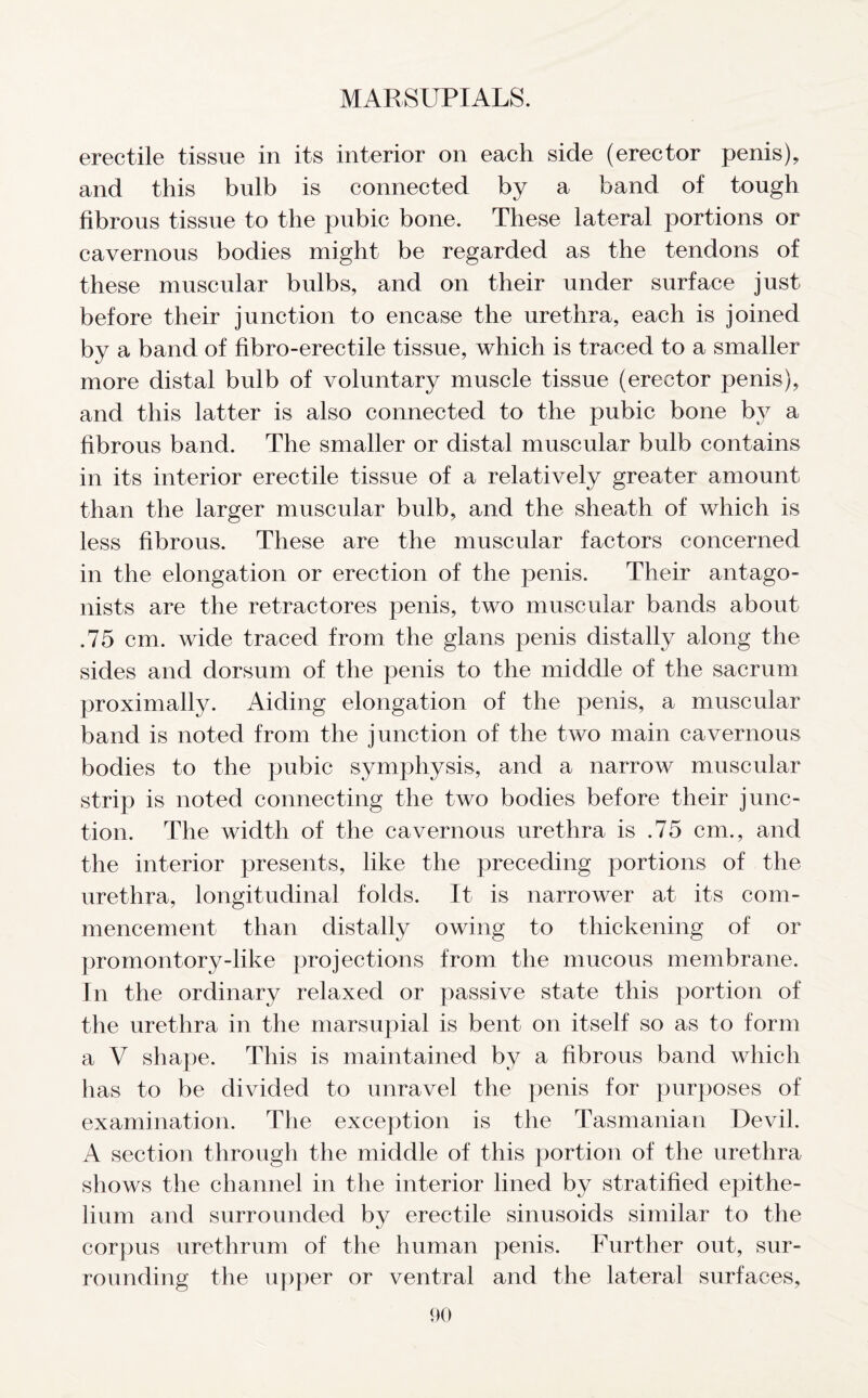 erectile tissue in its interior on each side (erector penis), and this bulb is connected by a band of tough fibrous tissue to the pubic bone. These lateral portions or cavernous bodies might be regarded as the tendons of these muscular bulbs, and on their under surface just before their junction to encase the urethra, each is joined by a band of fibro-erectile tissue, which is traced to a smaller more distal bulb of voluntary muscle tissue (erector penis), and this latter is also connected to the pubic bone by a fibrous band. The smaller or distal muscular bulb contains in its interior erectile tissue of a relatively greater amount than the larger muscular bulb, and the sheath of which is less fibrous. These are the muscular factors concerned in the elongation or erection of the penis. Their antago- nists are the retractores penis, two muscular bands about .75 cm. wide traced from the glans penis distally along the sides and dorsum of the penis to the middle of the sacrum proximally. Aiding elongation of the penis, a muscular band is noted from the junction of the two main cavernous bodies to the pubic symphysis, and a narrow muscular strip is noted connecting the two bodies before their junc- tion. The width of the cavernous urethra is .75 cm., and the interior presents, like the preceding portions of the urethra, longitudinal folds. It is narrower at its com- mencement than distally owing to thickening of or promontory-like projections from the mucous membrane. In the ordinary relaxed or passive state this portion of the urethra in the marsupial is bent on itself so as to form a V shape. This is maintained by a fibrous band which lias to be divided to unravel the penis for purposes of examination. The exception is the Tasmanian Devil. A section through the middle of this portion of the urethra shows the channel in the interior lined by stratified epithe- lium and surrounded by erectile sinusoids similar to the corpus urethrum of the human penis. Further out, sur- rounding the upper or ventral and the lateral surfaces,