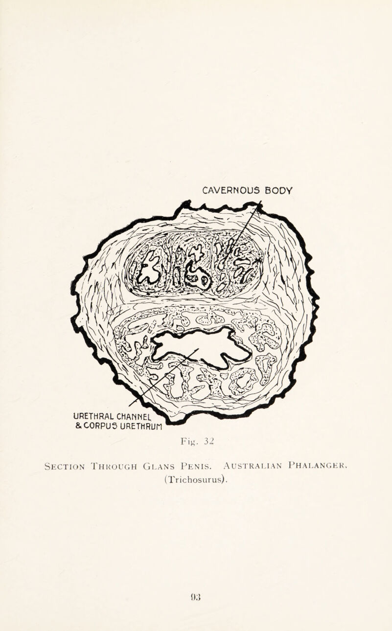 CAVERNOUS BODY URETHRAL CHANNEL & CORPUS URETHRUn Fig. 32 Section Through Glans Penis. Australian Phalanger. (Trichosurus). 9,