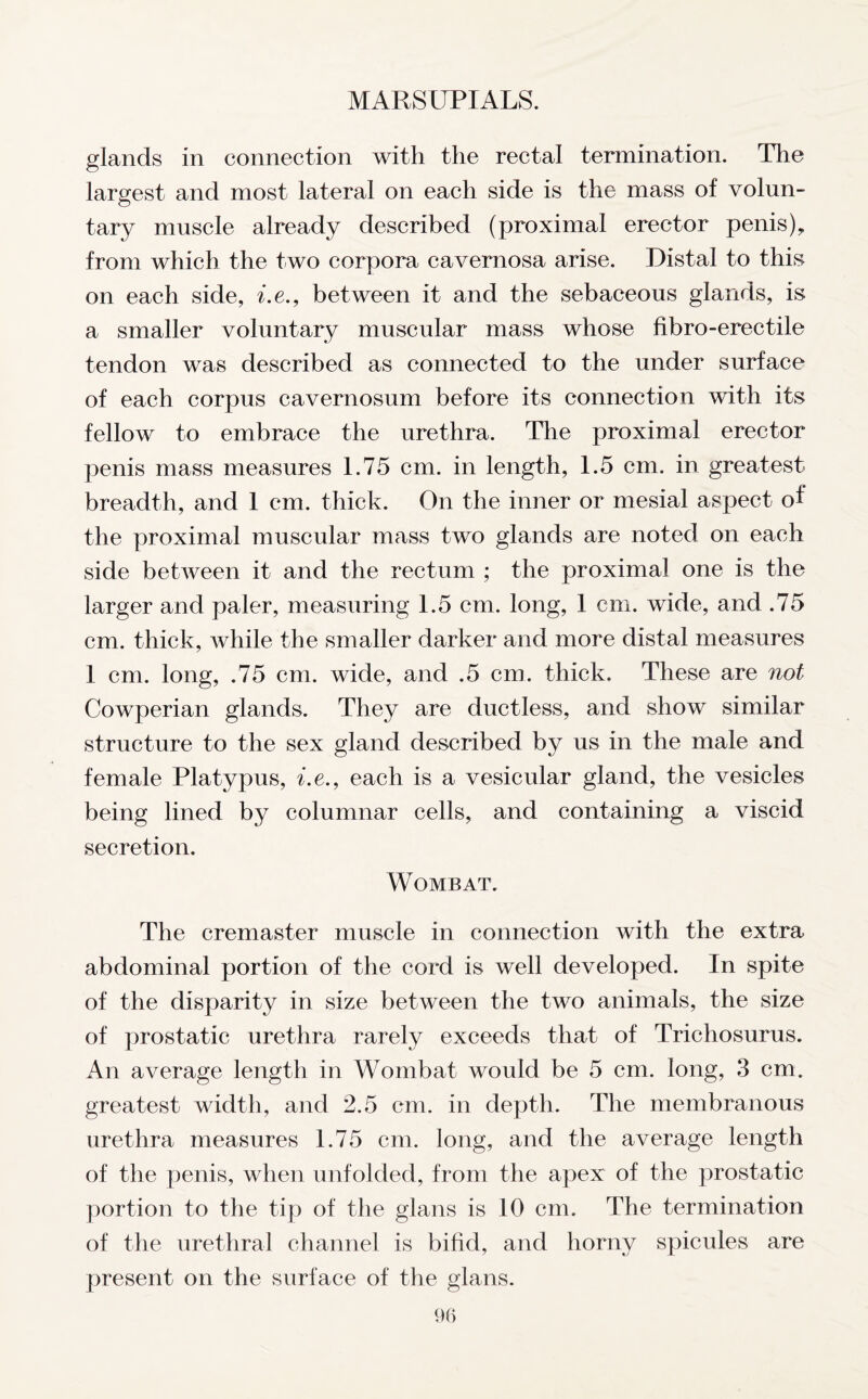 glands in connection with the rectal termination. The largest and most lateral on each side is the mass of volun- tary muscle already described (proximal erector penis), from which the two corpora cavernosa arise. Distal to this on each side, i.e., between it and the sebaceous glands, is a smaller voluntary muscular mass whose fibro-erectile tendon was described as connected to the under surface of each corpus cavernosum before its connection with its fellow to embrace the urethra. The proximal erector penis mass measures 1.75 cm. in length, 1.5 cm. in greatest breadth, and I cm. thick. On the inner or mesial aspect of the proximal muscular mass two glands are noted on each side between it and the rectum ; the proximal one is the larger and paler, measuring 1.5 cm. long, 1 cm. wide, and .75 cm. thick, while the smaller darker and more distal measures 1 cm. long, .75 cm. wide, and .5 cm. thick. These are not Cowperian glands. They are ductless, and show similar structure to the sex gland described by us in the male and female Platypus, i.e., each is a vesicular gland, the vesicles being lined by columnar cells, and containing a viscid secretion. Wombat. The cremaster muscle in connection with the extra abdominal portion of the cord is well developed. In spite of the disparity in size between the two animals, the size of prostatic urethra rarely exceeds that of Trichosurus. An average length in Wombat would be 5 cm. long, 3 cm. greatest width, and 2.5 cm. in depth. The membranous urethra measures 1.75 cm. long, and the average length of the penis, when unfolded, from the apex of the prostatic portion to the tip of the glans is 10 cm. The termination of the urethral channel is bifid, and horny spicules are present on the surface of the glans.