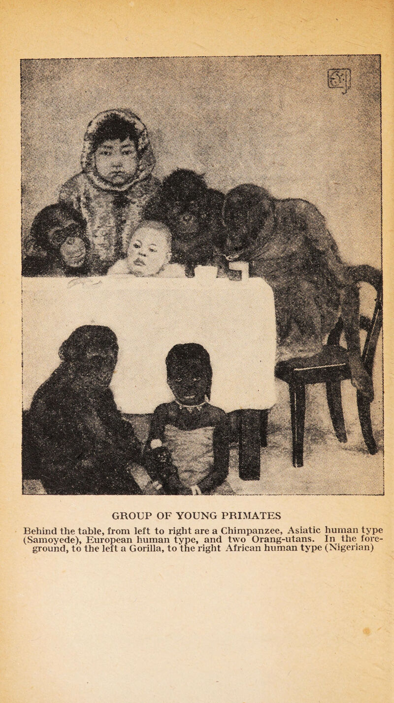 GROUP OF YOUNG PRIMATES Behind the table, from left to right are a Chimpanzee, Asiatic human type (Samoyede), European human type, and two Orang-utans. In the fore- ground, to the left a Gorilla, to the right African human type (Nigerian)