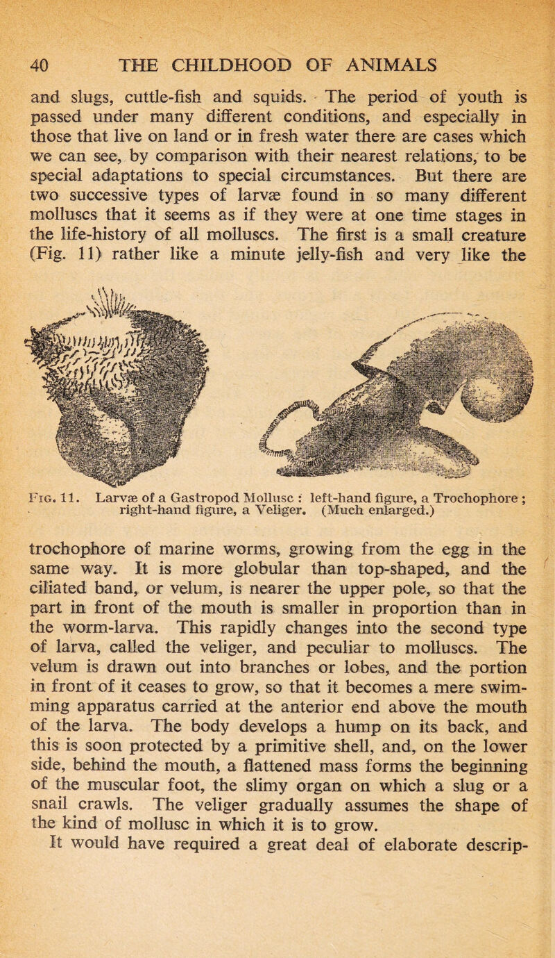 and slugs, cuttle-fish and squids. The period of youth is passed under many different conditions, and especially in those that live on land or in fresh water there are cases which we can see, by comparison with their nearest relations, to be special adaptations to special circumstances. But there are two successive types of larvae found in so many different molluscs that it seems as if they were at one time stages in the life-history of all molluscs. The first is a small creature (Fig. 11) rather like a minute jelly-fish and very like the Fig. 11. Larvae of a Gastropod Mollusc : left-hand figure, a Trochophore ; right-hand figure, a Veliger, (Much enlarged.) trochophore of marine worms, growing from the egg in the same way. It is more globular than top-shaped, and the ciliated band, or velum, is nearer the upper pole, so that the part in front of the mouth is smaller in proportion than in the worm-larva. This rapidly changes into the second type of larva, called the veliger, and peculiar to molluscs. The velum is drawn out into branches or lobes, and the portion in front of it ceases to grow, so that it becomes a mere swim- ming apparatus carried at the anterior end above the mouth of the larva. The body develops a hump on its back, and this is soon protected by a primitive shell, and, on the lower side, behind the mouth, a flattened mass forms the beginning of the muscular foot, the slimy organ on which a slug or a snail crawls. The veliger gradually assumes the shape of the kind of mollusc in which it is to grow. It would have required a great deal of elaborate descrip-