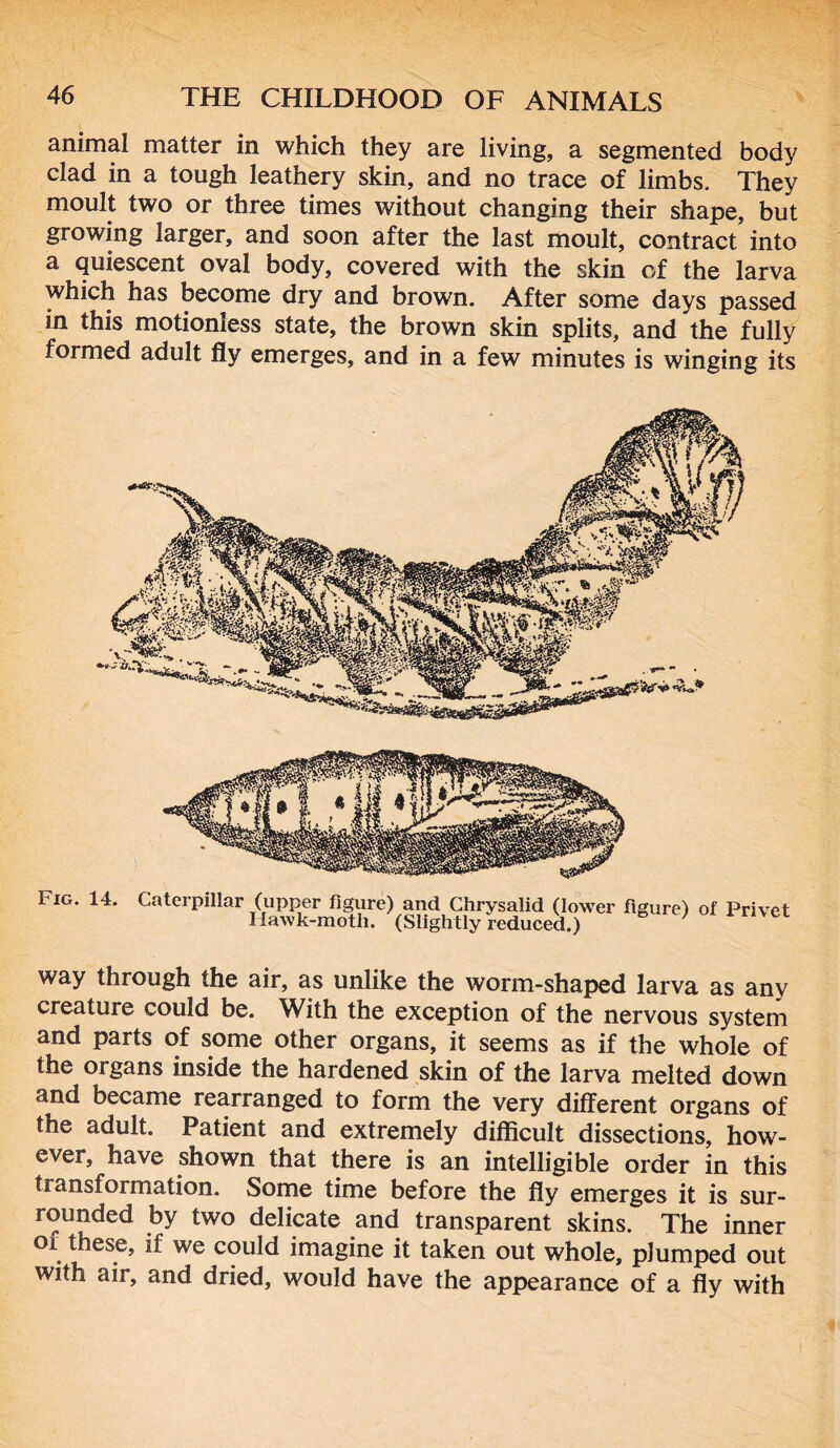 animal matter in which they are living, a segmented body clad in a tough leathery skin, and no trace of limbs. They moult two or three times without changing their shape, but growing larger, and soon after the last moult, contract into a quiescent oval body, covered with the skin of the larva which has become dry and brown. After some days passed in this motionless state, the brown skin splits, and the fully formed adult fly emerges, and in a few minutes is winging its Fig. 14. Caterpillar (upper figure) and Chrysalid (lower figure) of Privet Hawk-moth. (Slightly reduced.) way through the air, as unlike the worm-shaped larva as any creature could be. With the exception of the nervous system and parts of some other organs, it seems as if the whole of the organs inside the hardened skin of the larva melted down and became rearranged to form the very different organs of the adult. Patient and extremely difficult dissections, how- ever, have shown that there is an intelligible order in this transformation. Some time before the fly emerges it is sur- rounded by two delicate and transparent skins. The inner oi these, if we could imagine it taken out whole, plumped out with air, and dried, would have the appearance of a fly with