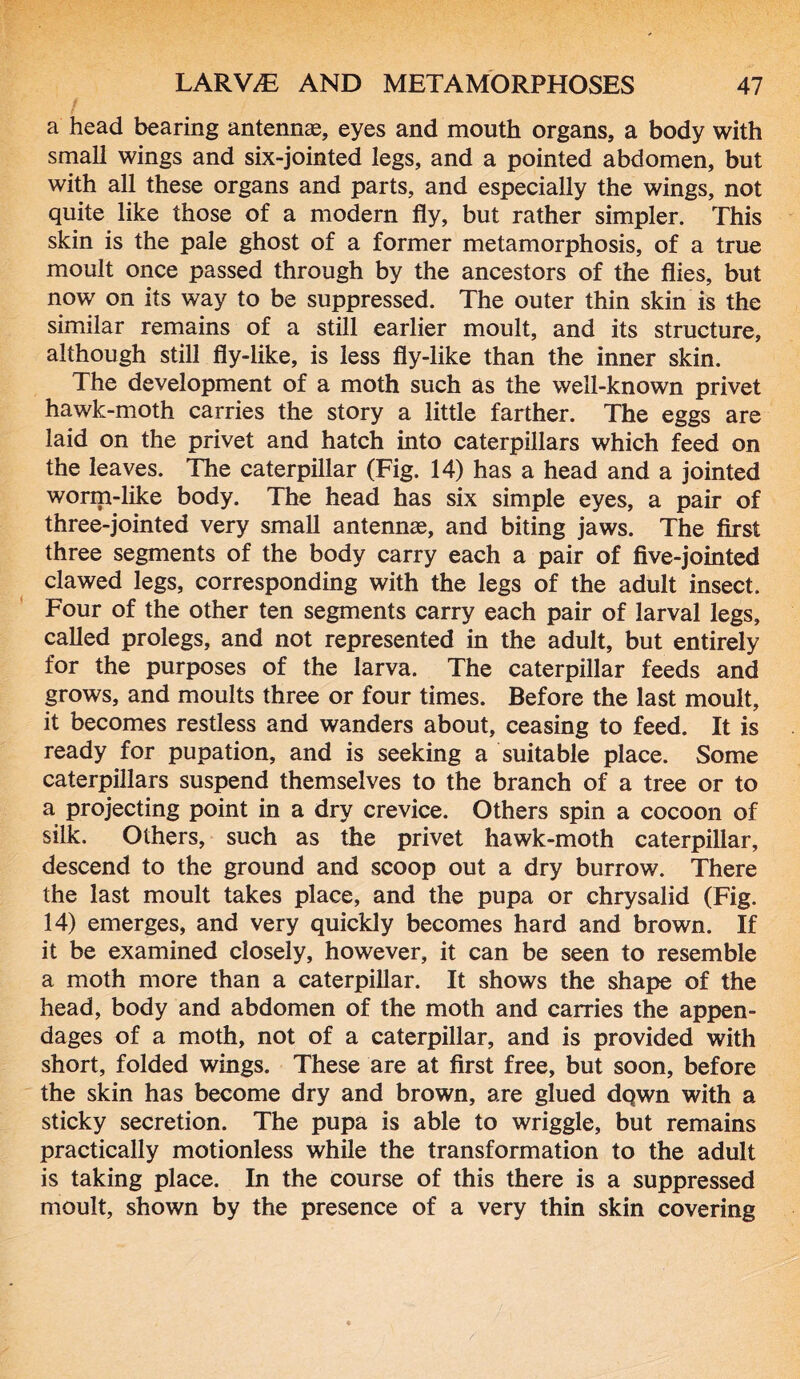 a head bearing antennas, eyes and mouth organs, a body with small wings and six-jointed legs, and a pointed abdomen, but with all these organs and parts, and especially the wings, not quite like those of a modern fly, but rather simpler. This skin is the pale ghost of a former metamorphosis, of a true moult once passed through by the ancestors of the flies, but now on its way to be suppressed. The outer thin skin is the similar remains of a still earlier moult, and its structure, although still fly-like, is less fly-like than the inner skin. The development of a moth such as the well-known privet hawk-moth carries the story a little farther. The eggs are laid on the privet and hatch into caterpillars which feed on the leaves. The caterpillar (Fig. 14) has a head and a jointed worm-like body. The head has six simple eyes, a pair of three-jointed very small antennas, and biting jaws. The first three segments of the body carry each a pair of five-jointed clawed legs, corresponding with the legs of the adult insect. Four of the other ten segments carry each pair of larval legs, called prolegs, and not represented in the adult, but entirely for the purposes of the larva. The caterpillar feeds and grows, and moults three or four times. Before the last moult, it becomes restless and wanders about, ceasing to feed. It is ready for pupation, and is seeking a suitable place. Some caterpillars suspend themselves to the branch of a tree or to a projecting point in a dry crevice. Others spin a cocoon of silk. Others, such as the privet hawk-moth caterpillar, descend to the ground and scoop out a dry burrow. There the last moult takes place, and the pupa or chrysalid (Fig. 14) emerges, and very quickly becomes hard and brown. If it be examined closely, however, it can be seen to resemble a moth more than a caterpillar. It shows the shape of the head, body and abdomen of the moth and carries the appen- dages of a moth, not of a caterpillar, and is provided with short, folded wings. These are at first free, but soon, before the skin has become dry and brown, are glued dQwn with a sticky secretion. The pupa is able to wriggle, but remains practically motionless while the transformation to the adult is taking place. In the course of this there is a suppressed moult, shown by the presence of a very thin skin covering