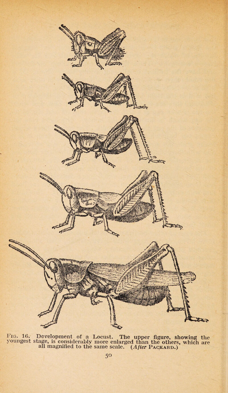 < I ig. 16. Development of a Locust. The upper figure, showing the youngest stage, is considerably more enlarged than the others, which are all magnified to the same scale. {After Packard.)