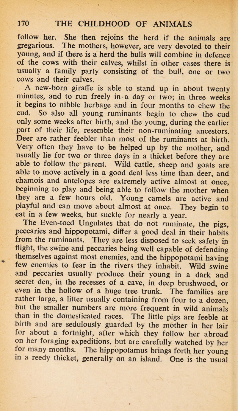 follow her. She then rejoins the herd if the animals are gregarious. The mothers, however, are very devoted to their young, and if there is a herd the bulls will combine in defence of the cows with their calves, whilst in other cases there is usually a family party consisting of the bull, one or two cows and their calves. A new-born giraffe is able to stand up in about twenty minutes, and to run freely in-a day or two; in three weeks it begins to nibble herbage and in four months to chew the cud. So also all young ruminants begin to chew the cud only some weeks after birth, and the young, during the earlier part of their life, resemble their non-ruminating ancestors. Deer are rather feebler than most of the ruminants at birth. Very often they have to be helped up by the mother, and usually lie for two or three days in a thicket before they are able to follow the parent. Wild cattle, sheep and goats are able to move actively in a good deal less time than deer, and chamois and antelopes are extremely active almost at once, beginning to play and being able to follow the mother when they are a few hours old. Young camels are active and playful and can move about almost at once. They begin to eat in a few weeks, but suckle for nearly a year. The Even-toed Ungulates that do not ruminate, the pigs, peccaries and hippopotami, differ a good deal in their habits from the ruminants. They are less disposed to seek safety in flight, the swine and peccaries being well capable of defending themselves against most enemies, and the hippopotami having few enemies to fear in the rivers they inhabit. Wild swine and peccaries usually produce their young in a dark and secret den, in the recesses of a cave, in deep brushwood, or even in the hollow of a huge tree trunk. The families are rather large, a litter usually containing from four to a dozen, but the smaller numbers are more frequent in wild animals than in the domesticated races. The little pigs are feeble at birth and are sedulously guarded by the mother in her lair for about a fortnight, after which they follow her abroad on her foraging expeditions, but are carefully watched by her for many months. The hippopotamus brings forth her young in a reedy thicket, generally on an island. One is the usual