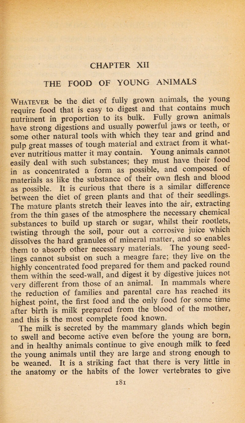 CHAPTER XII THE FOOD OF YOUNG ANIMALS Whatever be the diet of fully grown animals, the young require food that is easy to digest and that contains much nutriment in proportion to its bulk. Fully grown animals have strong digestions and usually powerful jaws or teeth, 01 some other natural tools with which they tear and grind and pulp great masses of tough material and extract from it what- ever nutritious matter it may contain. Young animals cannot easily deal with such substances; they must have their food in as concentrated a form as possible, and composed of materials as like the substance of their own flesh and blood as possible. It is curious that there is a similar difference between the diet of green plants and that of their seedlings. The mature plants stretch their leaves into the air, extracting from the thin gases of the atmosphere the necessary chemical substances to build up starch or sugar, whilst their rootlets, twisting through the soil, pour out a corrosive juice which dissolves the hard granules of mineral matter, and so enables them to absorb other necessary materials. The young seed- lings cannot subsist on such a meagre fare; they live on the highly concentrated food prepared for them and packed round them within the seed-wall, and digest it by digestive juices not very different from those of an animal. In mammals where the reduction of families and parental care has reached its highest point, the first food and the only food for some time after birth is milk prepared from the blood of the mother, and this is the most complete food known. The milk is secreted by the mammary glands which begin to swell and become active even before the young are born, and in healthy animals continue to give enough milk to feed the young animals until they are large and strong enough to be weaned. It is a striking fact that there is very little in the anatomy or the habits of the lower vertebrates to give