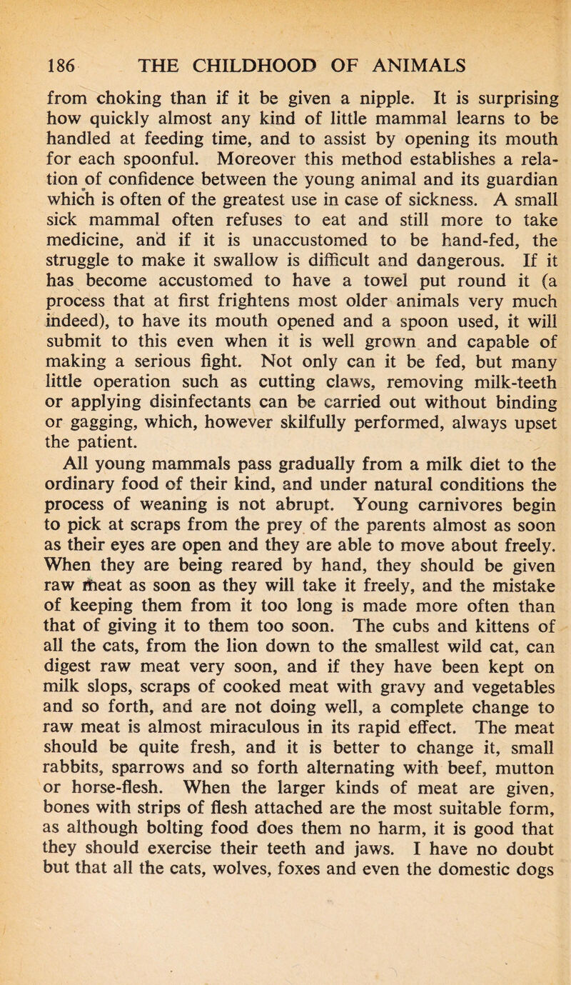 from choking than if it be given a nipple. It is surprising how quickly almost any kind of little mammal learns to be handled at feeding time, and to assist by opening its mouth for each spoonful. Moreover this method establishes a rela- tion of confidence between the young animal and its guardian which is often of the greatest use in case of sickness. A small sick mammal often refuses to eat and still more to take medicine, and if it is unaccustomed to be hand-fed, the struggle to make it swallow is difficult and dangerous. If it has become accustomed to have a towel put round it (a process that at first frightens most older animals very much indeed), to have its mouth opened and a spoon used, it will submit to this even when it is well grown and capable of making a serious fight. Not only can it be fed, but many little operation such as cutting claws, removing milk-teeth or applying disinfectants can be carried out without binding or gagging, which, however skilfully performed, always upset the patient. All young mammals pass gradually from a milk diet to the ordinary food of their kind, and under natural conditions the process of weaning is not abrupt. Young carnivores begin to pick at scraps from the prey of the parents almost as soon as their eyes are open and they are able to move about freely. When they are being reared by hand, they should be given raw fiieat as soon as they will take it freely, and the mistake of keeping them from it too long is made more often than that of giving it to them too soon. The cubs and kittens of all the cats, from the lion down to the smallest wild cat, can digest raw meat very soon, and if they have been kept on milk slops, scraps of cooked meat with gravy and vegetables and so forth, and are not doing well, a complete change to raw meat is almost miraculous in its rapid effect. The meat should be quite fresh, and it is better to change it, small rabbits, sparrows and so forth alternating with beef, mutton or horse-flesh. When the larger kinds of meat are given, bones with strips of flesh attached are the most suitable form, as although bolting food does them no harm, it is good that they should exercise their teeth and jaws. I have no doubt but that all the cats, wolves, foxes and even the domestic dogs