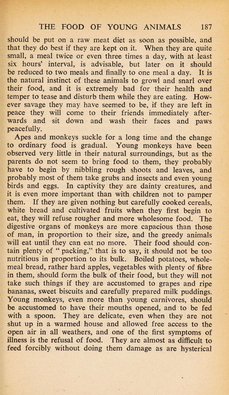 should be put on a raw meat diet as soon as possible, and that they do best if they are kept on it. When they are quite small, a meal twice or even three times a day, with at least six hours’ interval, is advisable, but later on it should be reduced to two meals and finally to one meal a day. It is the natural instinct of these animals to growl and snarl over their food, and it is extremely bad for their health and temper to tease and disturb them while they are eating. How- ever savage they may have seemed to be, if they are left in peace they will come to their friends immediately after- wards and sit down and wash their faces and paws peacefully. Apes and monkeys suckle for a long time and the change to ordinary food is gradual. Young monkeys have been observed very little in their natural surroundings, but as the parents do not seem to bring food to them, they probably have to begin by nibbling rough shoots and leaves, and probably most of them take grubs and insects and even young birds and eggs. In captivity they are dainty creatures, and it is even more important than with children not to pamper them. If they are given nothing but carefully cooked cereals, white bread and cultivated fruits when they first begin to eat, they will refuse rougher and more wholesome food. The digestive organs of monkeys are more capacious than those of man, in proportion to their size, and the greedy animals will eat until they can eat no more. Their food should con- tain plenty of “ packing,” that is to say, it should not be too nutritious in proportion to its bulk. Boiled potatoes, whole- meal bread, rather hard apples, vegetables with plenty of fibre in them, should form the bulk of their food, but they will not take such things if they are accustomed to grapes and ripe bananas, sweet biscuits and carefully prepared milk puddings. Young monkeys, even more than young carnivores, should be accustomed to have their mouths opened, and to be fed with a spoon. They are delicate, even when they are not shut up in a warmed house and allowed free access to the open air in all weathers, and one of the first symptoms of illness is the refusal of food. They are almost as difficult to feed forcibly without doing them damage as are hysterical