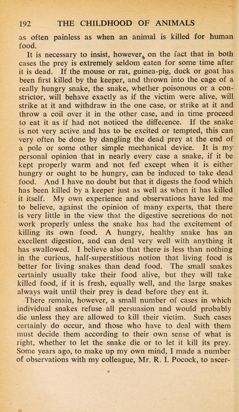 as often painless as when an animal is killed for human food. It is necessary to insist, however* on the fact that in both cases the prey is extremely seldom eaten for some time after it is dead. If the mouse or rat, guinea-pig, duck or goat has been first killed by the keeper, and thrown into the cage of a really hungry snake, the snake, whether poisonous or a con- strictor, will behave exactly as if the victim were alive, will strike at it and withdraw in the one case, or strike at it and throw a coil over it in the other case, and in time proceed to eat it as if had not noticed the difference. If the snake is not very active and has to be excited or tempted, this can very often be done by dangling the dead prey at the end of a pole or some other simple mechanical device. It is my personal opinion that in nearly every case a snake, if it be kept properly warm and not fed except when it is either hungry or ought to be hungry, can be induced to take dead food. And I have no doubt but that it digests the food which has been killed by a keeper just as well as when it has killed it itself. My own experience and observations have led me to believe, against the opinion of many experts, that there is very little in the view that the digestive secretions do not work properly unless the snake has had the excitement of killing its own food. A hungry, healthy snake has an excellent digestion, and can deal very well with anything it has swallowed. I believe also that there is less than nothing in the curious, half-superstitious notion that living food is better for living snakes than dead food. The small snakes certainly usually take their food alive, but they will take killed food, if it is fresh, equally well, and the large snakes always wait until their prey is dead before they eat it. There remain, however, a small number of cases in which individual snakes refuse all persuasion and would probably die unless they are allowed to kill their victim. Such cases certainly do occur, and those who have to deal with them must decide them according to their own sense of what is right, whether to let the snake die or to let it kill its prey. Some years ago, to make up my own mind, I made a number of observations with my colleague, Mr. R. I. Pocock, to ascer-