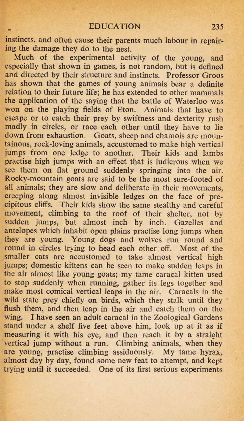 4fc instincts, and often cause their parents much labour in repair- ing the damage they do to the nest. Much of the experimental activity of the young, and especially that shown in games, is not random, but is defined and directed by their structure and instincts. Professor Groos has shown that the games of young animals bear a definite relation to their future life; he has extended to other mammals the application of the saying that the battle of Waterloo was won on the playing fields of Eton. Animals that have to escape or to catch their prey by swiftness and dexterity rush madly in circles, or race each other until they have to lie down from exhaustion. Goats, sheep and chamois are moun- tainous, rock-loving animals, accustomed to make high vertical jumps from one ledge to another. Their kids and lambs practise high jumps with an effect that is ludicrous when we see them on flat ground suddenly springing into the air. Rocky-mountain goats are said to be the most sure-footed of all animals; they are slow and deliberate in their movements, creeping along almost invisible ledges on the face of pre- cipitous cliffs. Their kids show the same stealthy and careful movement, climbing to the roof of their shelter, not by sudden jumps, but almost inch by inch. Gazelles and antelopes which inhabit open plains practise long jumps when they are young. Young dogs and wolves run round and round in circles trying to head each other off. Most of the smaller cats are accustomed to take almost vertical high jumps; domestic kittens can be seen to make sudden leaps in the air almost like young goats; my tame caracal kitten used to stop suddenly when running, gather its legs together and make most comical vertical leaps in the air. Caracals in the wild state prey chiefly on birds, which they stalk until they * flush them, and then leap in the air and catch them on the wing. I have seen an adult caracal in the Zoological Gardens stand under a shelf five feet above him, look up at it as if measuring it with his eye, and then reach it by a straight vertical jump without a run. Climbing animals, when they are young, practise climbing assiduously. My tame hyrax, almost day by day, found some new feat to attempt, and kept trying until it succeeded. One of its first serious experiments