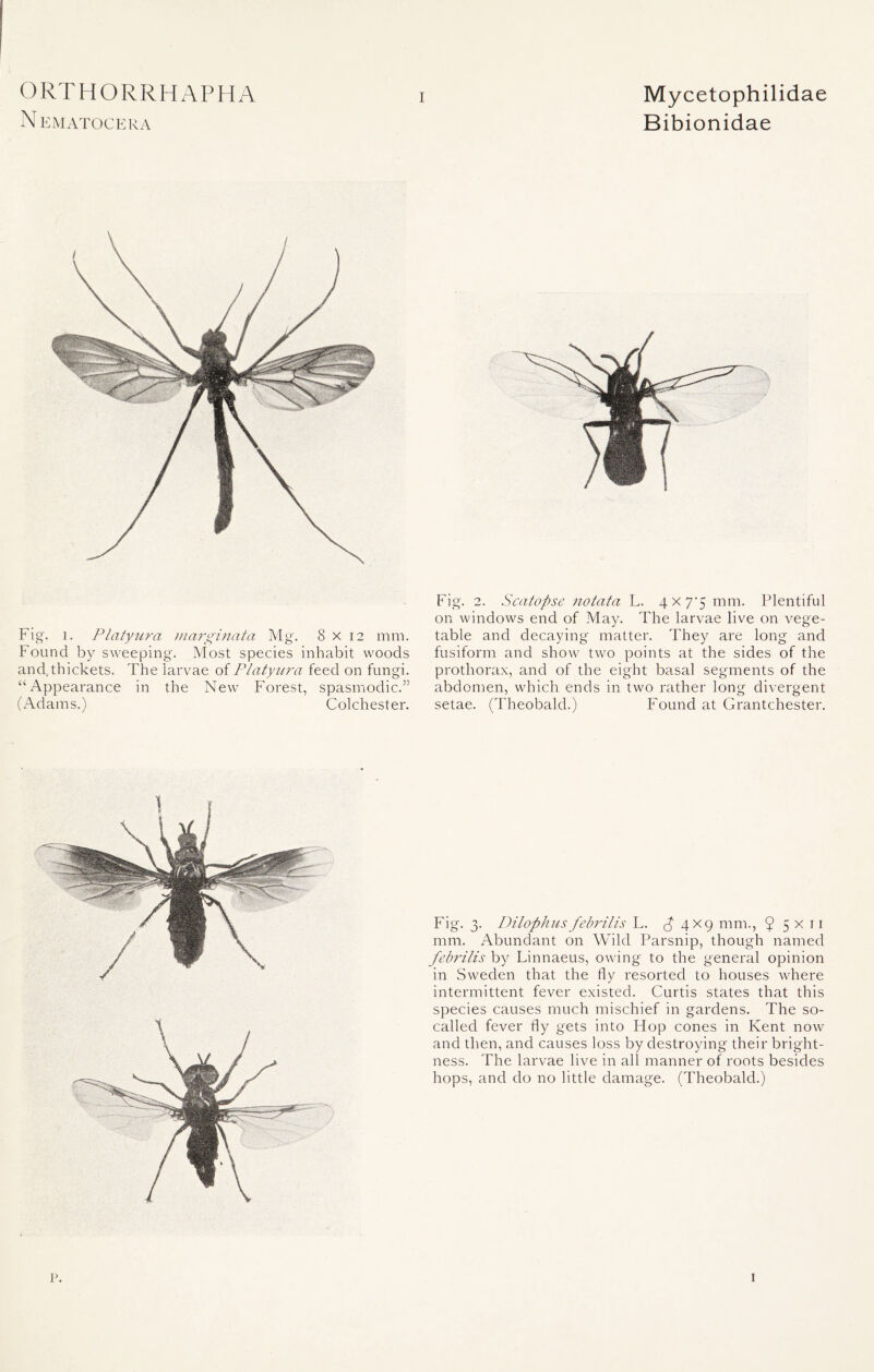NEMATOCERA Bibionidae Fig. l. Platyura marginata Mg. 8x12 mm. Found by sweeping. Most species inhabit woods and thickets. The larvae of Platyura feed on fungi. “Appearance in the New Forest, spasmodic.” (Adams.) Colchester. Fig. 2. Scatopse notata L. 4x7^5 mm. Plentiful on windows end of May. The larvae live on vege- table and decaying matter. They are long and fusiform and show two points at the sides of the prothorax, and of the eight basal segments of the abdomen, which ends in two rather long divergent setae. (Theobald.) Found at Grantchester. Fig. 3. Dilophusfebrilis L. ^4x9 mm., 5 5 x 11 mm. Abundant on Wild Parsnip, though named febrilis by Linnaeus, owing to the general opinion in Sweden that the fly resorted to houses where intermittent fever existed. Curtis states that this species causes much mischief in gardens. The so- called fever fly gets into Hop cones in Kent now and then, and causes loss by destroying their bright- ness. The larvae live in all manner of roots besides hops, and do no little damage. (Theobald.) P. r