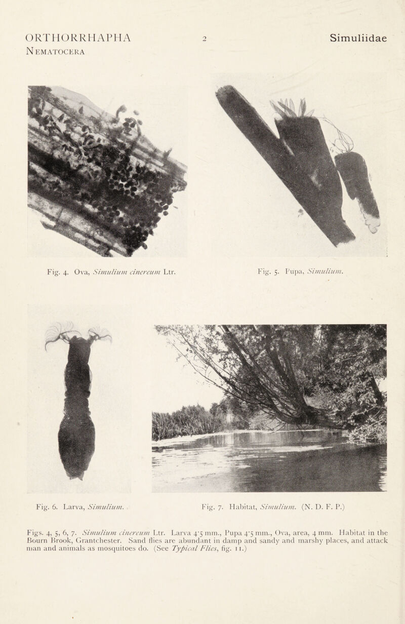 N EMATOCERA Figs. 4, 5, 6, 7. Simulium cinereum Ltr. Larva 4*5 mm., Pupa 4*5 mm., Ova, area, 4 mm. Habitat in the Bourn Brook, Grantchester. Sand flies are abundant in damp and sandy and marshy places, and attack man and animals as mosquitoes do. (See Typical Flies, fig. 11.)