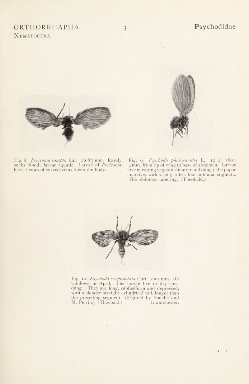 N EMATOCERA 3 Fig. 8. Pericoma compta Eat. 2 x 8'5 mm.' Rarely sucks blood ; larvae aquatic. Larvae of Pericoma have 2 rows of curved veins down the body. Fig. 9. Psychoda phalaenoides L. 12 xi. 1891. 4 mm. from tip of wing to base of abdomen. Larvae live in rotting vegetable matter and dung ; the pupae inactive, with 2 long tubes like antenna stigmata. The abdomen tapering. (Theobald.) Fig. 10. Psychoda sexpunctata Curt. 3x7 mm. On windows in April. The larvae live in dry cow- dung. They are long, subfusiform and depressed, with a slender straight cylindrical tail, longer than the preceding segment. (Figured by Louche and M. Perrin.) (Theobald.) Grantchester. 1—2