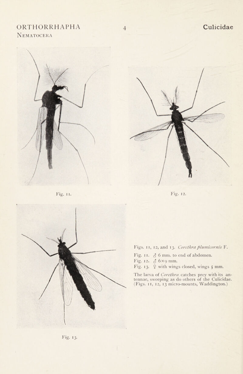 Nematocera 4 Fig. ii. Fig. 12. Figs, ii, 12, and 13. Corethra plumicornis F. Fig. 11. ^6 mm. to end of abdomen. Fig. 12. <46x9 mm. Fig. 13. 9 with wings closed, wings 5 mm. The larva of Corethra catches prey with its an- tennae, sweeping as do others of the Culicidae. (Figs. 11, 12, 13 micro-mounts, Waddington.) Fig. 1 o-