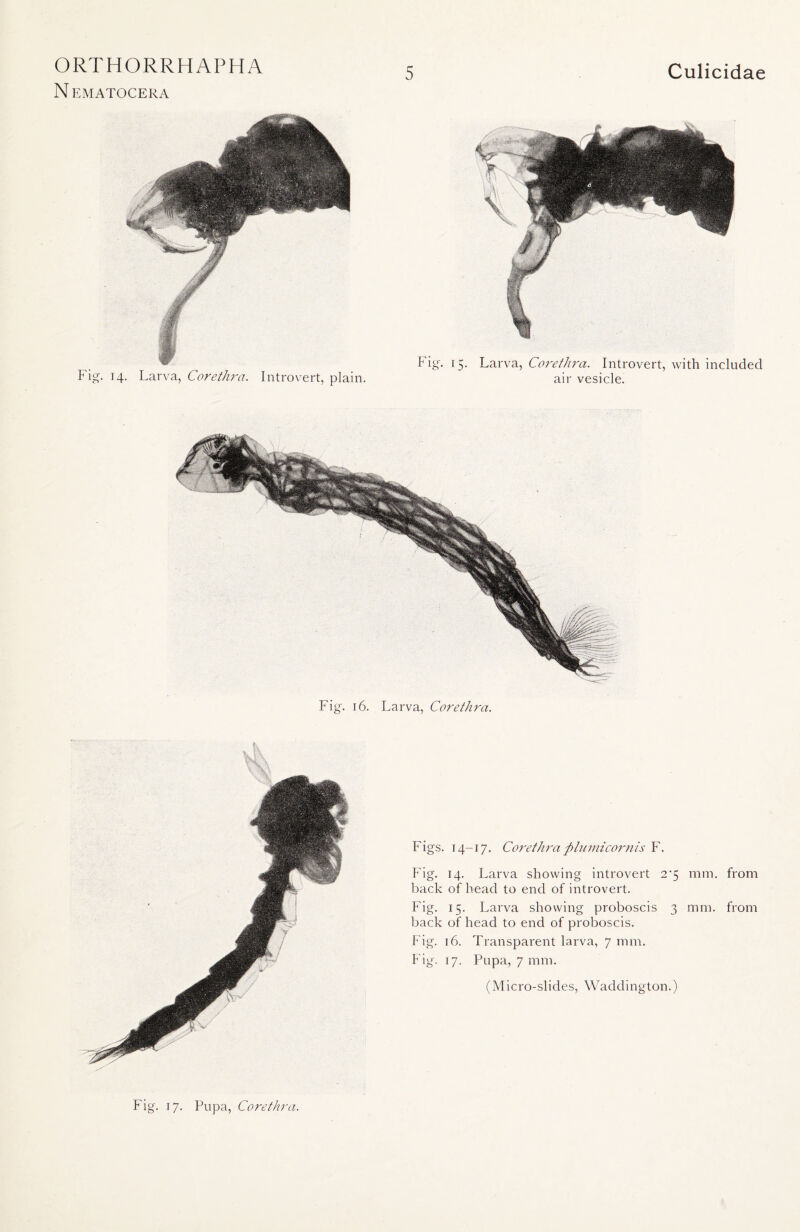 N EMATOCERA 5 Culicidae Fig. 14. Larva, Corethra. Introvert, plain. Fig. 15. Larva, Coretlira. Introvert, with included air vesicle. Fig. 16. Larva, Corethra. Figs. 14-17. Corethra plumicornis F. Fig. 14. Larva showing introvert 2*5 mm. from back of head to end of introvert. Fig. 15. Larva showing proboscis 3 mm. from back of head to end of proboscis. Fig. 16. Transparent larva, 7 mm. Fig-. 17. Pupa, 7 mm. (Micro-slides, Waddington.) Fig. 17. Pupa, Corethra.