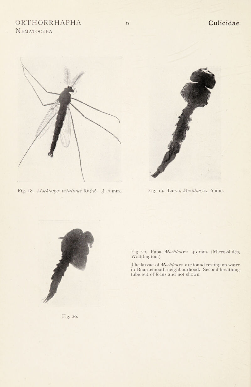 N EMATOCERA Fig. 20. Pupa, Mochlonyx. 4*5 mm. (Micro-slides, Waddington.) The larvae of Mochlonyx are found resting on water in Bournemouth neighbourhood. Second breathing tube out of focus and not shown.