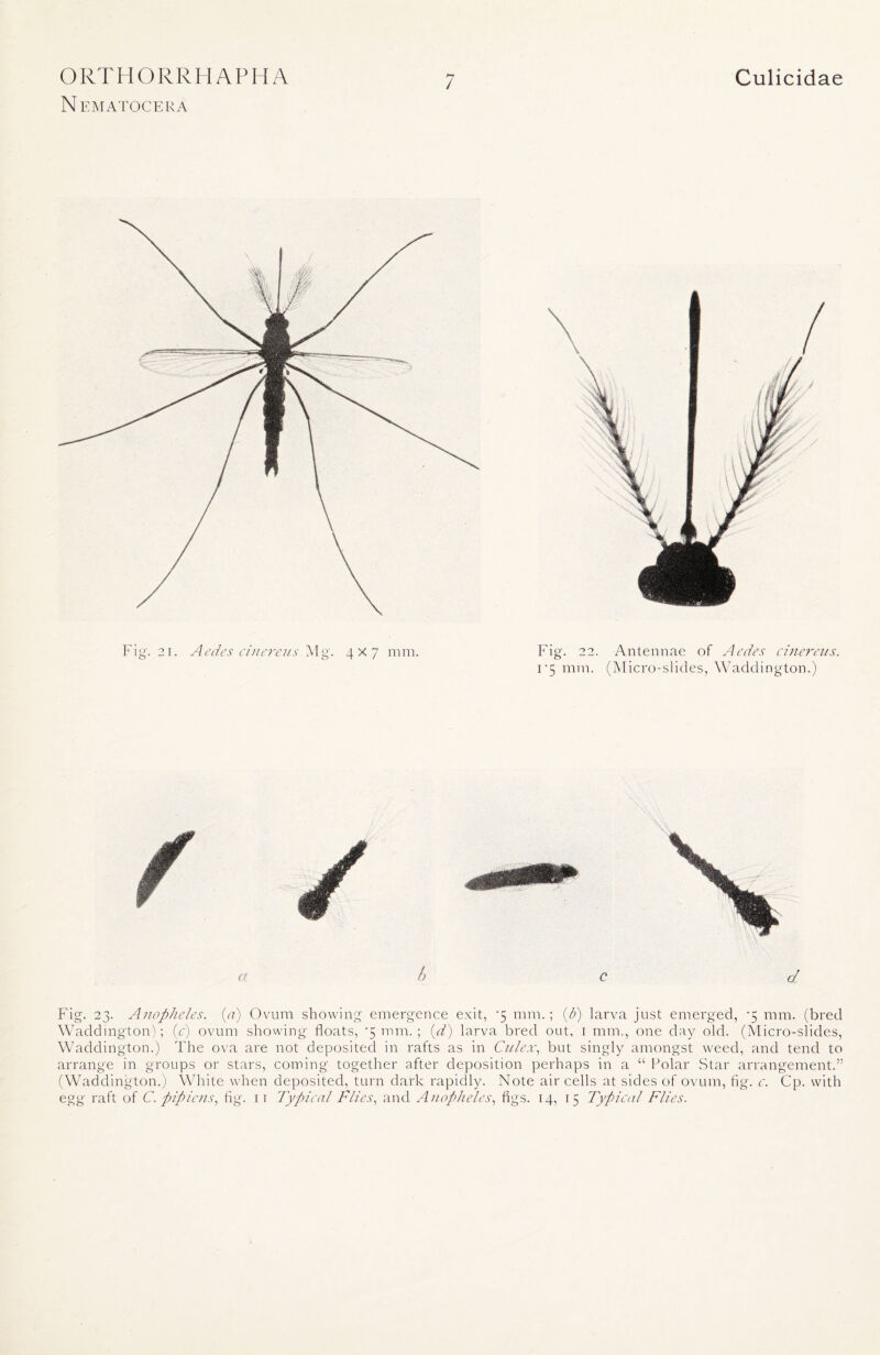 Nematocera 7 Fig. 2i. Aedes cinereus Mg. 4x7 mm. Fig. 22. Antennae of Aedes cinereus. 1 *5 mm. (Micro-slides, Waddington.) Fig. 23. Anopheles. (a) Ovum showing emergence exit, *5 mm. ; (6) larva just emerged, -5 mm. (bred Waddington); (c) ovum showing floats, *5 mm. ; (d) larva bred out, 1 mm., one day old. (Micro-slides, Waddington.) The ova are not deposited in rafts as in Culex, but singly amongst weed, and tend to arrange in groups or stars, coming together after deposition perhaps in a “ Polar Star arrangement.5’ (Waddington.) White when deposited, turn dark rapidly. Note air cells at sides of ovum, fig. c. Cp. with