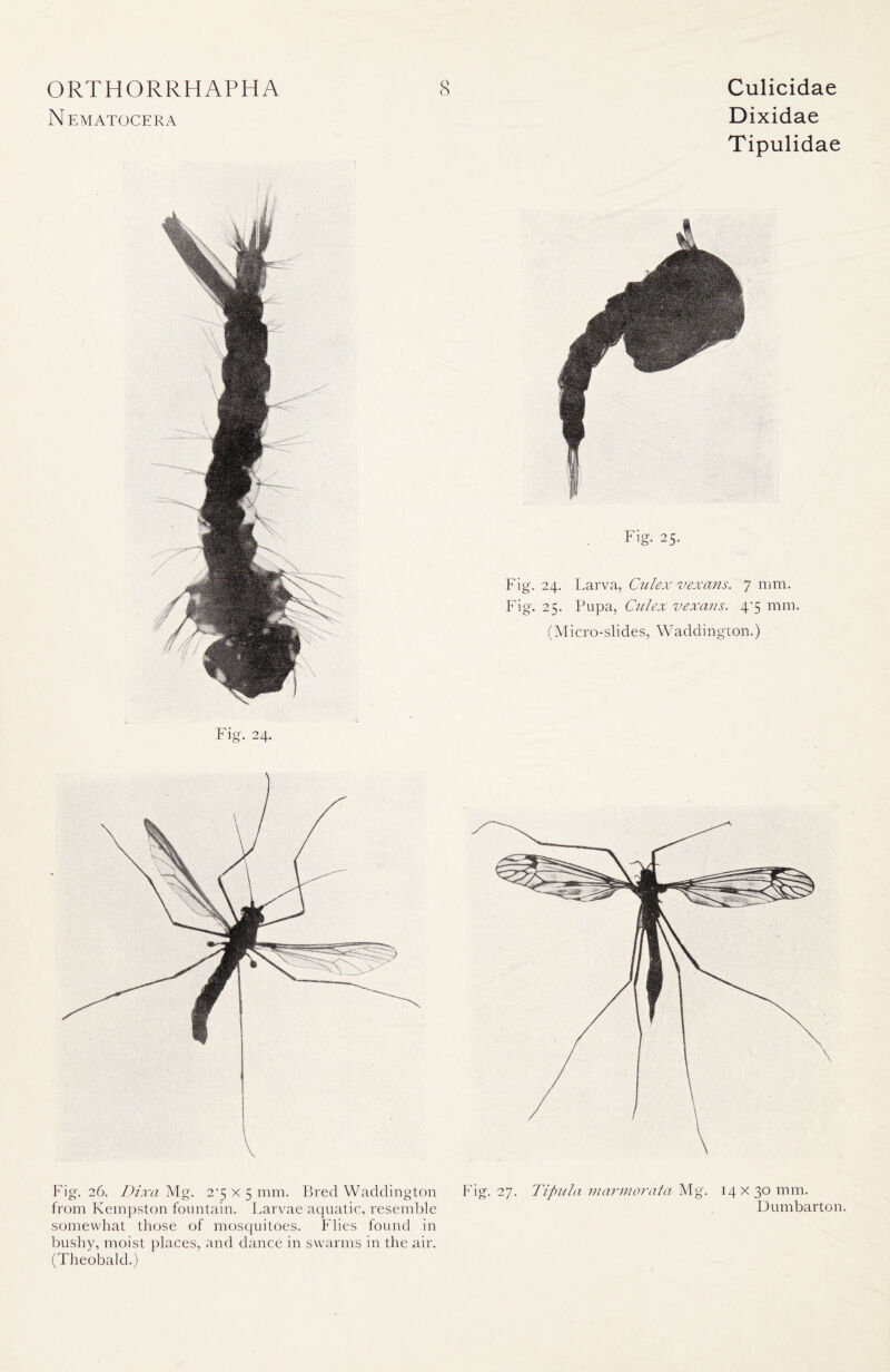 Nematocera Dixidae Tipulidae Fig. 26. Dixa Mg. 2-5 x 5 mm. Bred Waddington from Keinpston fountain. Larvae aquatic, resemble somewhat those of mosquitoes. Flies found in bushy, moist places, and dance in swarms in the air. (Theobald.) Fig. 27. Tipiila marmorata Mg. 14x30 mm. Dumbarton.