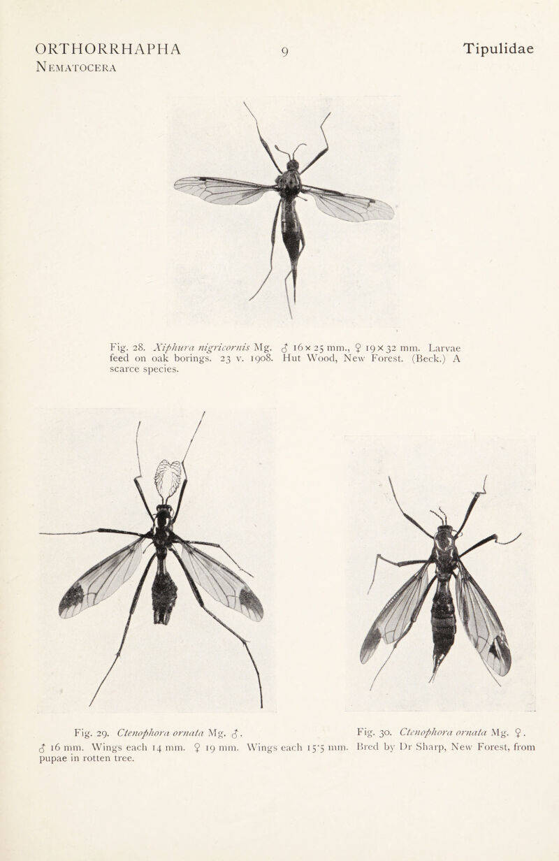 N EMATOCERA 9 \ \ Fig. 28. Xiphura nigricornis Mg. p 16 x25 mm., 9 19x32 mm. Larvae feed on oak borings. 23 v. 1908. Hut Wood, New Forest. (Beck.) A scarce species. / Fig. 29. Ctenofthora ornata Mg. P . Fig. 30. Ctenophora ornat.a Mg. 9 . P 16 mm. Wings each 14 mm. ^ l9 mm- Wings each 15*5 mm. Bred by Dr Sharp, New Forest, from pupae in rotten tree.