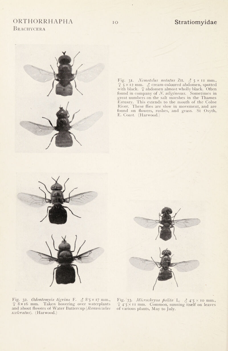Brachycera IO Stratiomyidae Fig. 31. Nemotelus notatus Ztt. ^5x11 mm., 55x12 mm. <§ cream-coloured abdomen, spotted with black. 5 abdomen almost wholly black. Often found in company of N. uliginosus. Sometimes in great numbers on the salt marshes in the Thames Estuary. This extends to the mouth of the Colne River. These flies are slow in movement, and are found on flowers, rushes, and grass. St Osyth, E. Coast. (Harwood.) Fig. 32. Odontomyia tigriiia F. £ 8*5 x 17 nun., 5 8x16 mm. Taken hovering over waterplants and about flowers of Water Buttercup (Ranunculus sceleratus). (Harwood.) Fig. 33. Microchrysa ftolita L. 5 45 x 10 mm., 5 4‘5 x 11 nnu. Common, sunning itself on leaves of various plants, May to July.