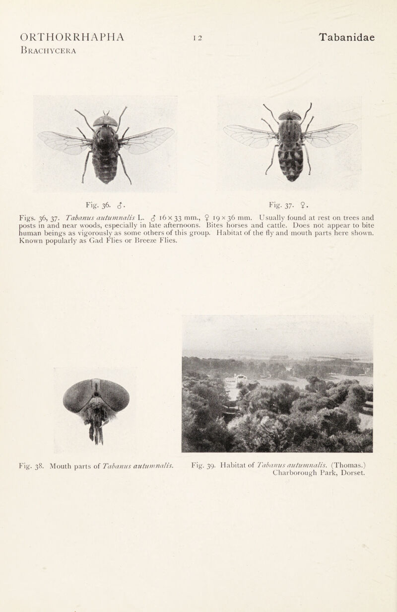 Brachycera Fig. 36. Fig. 37. 9. Figs. 36, 37. Tabanus autumnalis L. £ 16 x 33 mm., ^ l9 x 36 mm. Usually found at rest on trees and posts in and near woods, especially in late afternoons. Bites horses and cattle. Does not appear to bite human beings as vigorously as some others of this group. Habitat of the fly and mouth parts here shown. Known popularly as Gad Flies or Breeze Flies. Fig. 38. Mouth parts of Tabanus autumnalis. Fig. 39. Habitat of Tabanus autumnalis. (Thomas.) Charborough Park, Dorset.