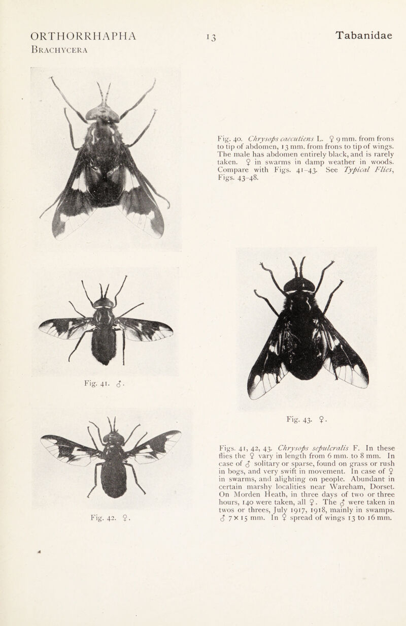 Tabanidae Figs. 41, 42, 43. Chrysops sepulcralis F. In these flies the 9 vary in length from 6 mm. to 8 mm. In case of P solitary or sparse, found on grass or rush in bogs, and very swift in movement. In case of 9 in swarms, and alighting on people. Abundant in certain marshy localities near Wareham, Dorset. On Morden Heath, in three days of two or three hours, 140 were taken, all 9 • The p were taken in twos or threes, July 1917, 1918, mainly in swamps. (£7x15 mm. In 9 spread of wings 13 to 16 mm. ORTHORRHAPHA Brachycera Fig. 40. Chrysops caecutiens L. 9 9 mm- from frons to tip of abdomen, 13 mm. from frons to tip of wings. The male has abdomen entirely black, and is rarely taken. 9 in swarms in damp weather in woods. Compare with Figs. 41-43. See Typical Flies, Figs. 43-48. A