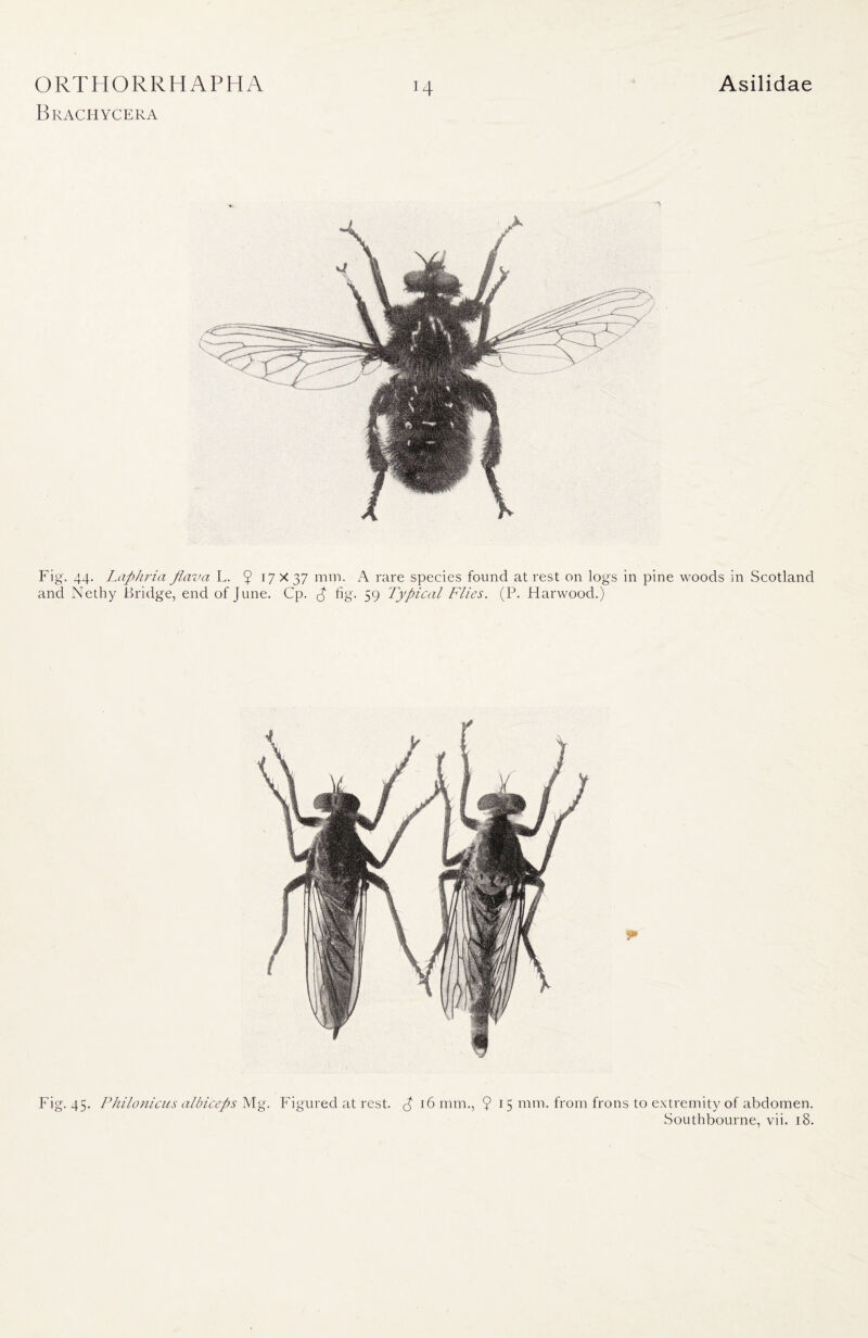 Brachycera 14 Laphria fiava L. 9 17 X 37 mm. A rare species found at rest on logs in pine woods in Scotland ethy Bridge, end of June. Cp. £ fig. 59 Typical Flies. (P. Harwood.) Fig. 45. Philonicus albiceps Mg. Figured at rest, p 16 mm., 9 15 mm. from frons to extremity of abdomen. Southbourne, vii. 18.