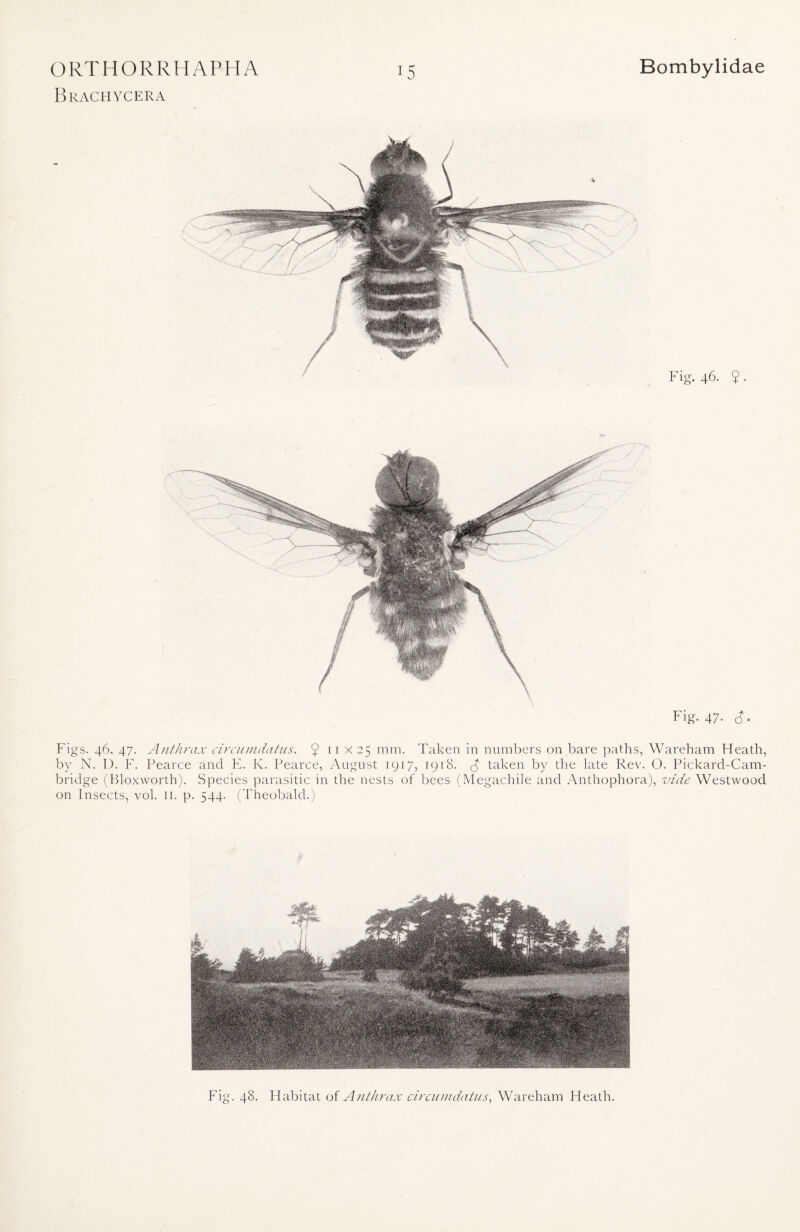 Brachycera Fig. 47. Figs. 46. 47. Anthrax circumdatus. $ 11 X25 mm. Taken in numbers on bare paths, Wareham Heath, by N. D. F. Pearce and E. K. Pearce, August 1917, 1918. taken by the late Rev. O. Pickard-Cam- bridge (Bloxworth). Species parasitic in the nests of bees (Megachile and Anthophora), vide Westwood on Insects, vol. 11. p. 544. (Theobald.) Fig. 48. Habitat of Anthrax circumdatus, Wareham Heath.