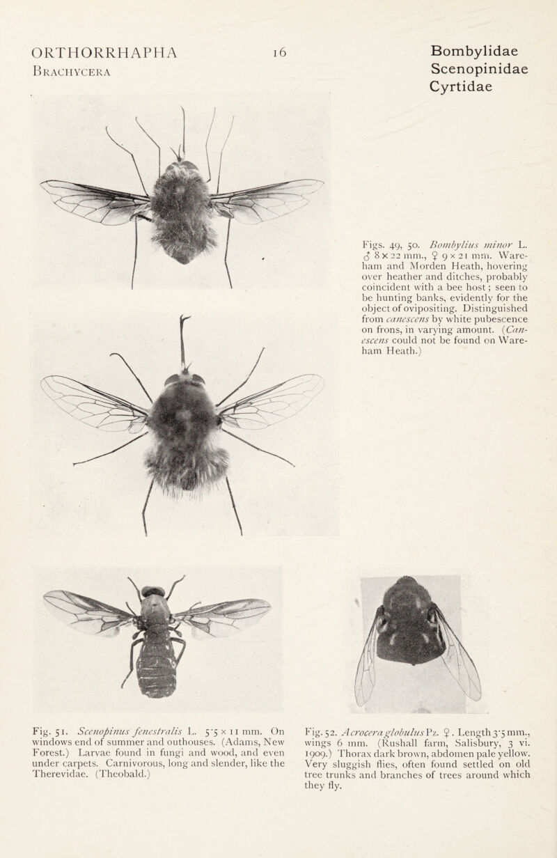 Brachycera \ Scenopinidae Cyrtidae Figs. 49, 50. Bombylius minor L. <P 8 x22 mm., ^ 9x21 mm. Ware- ham and Morden Heath, hovering over heather and ditches, probably coincident with a bee host; seen to be hunting banks, evidently for the object of ovipositing. Distinguished from canescens by white pubescence on frons, in varying amount. (Can- escens could not be found on Ware- ham Heath.) Fig. 51. Scenopinus fenestralis L. 5’5X 11 nrm. On windows end of summer and outhouses. (Adams, New Forest.) Larvae found in fungi and wood, and even under carpets. Carnivorous, long and slender, like the Thereviclae. (Theobald.) Fig. 52. AcroceraglobulusPz. $ • Length3*5 mm., wings 6 mm. (Rushall farm, Salisbury, 3 vi. 1909.) Thorax dark brown, abdomen pale yellow. Very sluggish flies, often found settled on old tree trunks and branches of trees around which they fly.