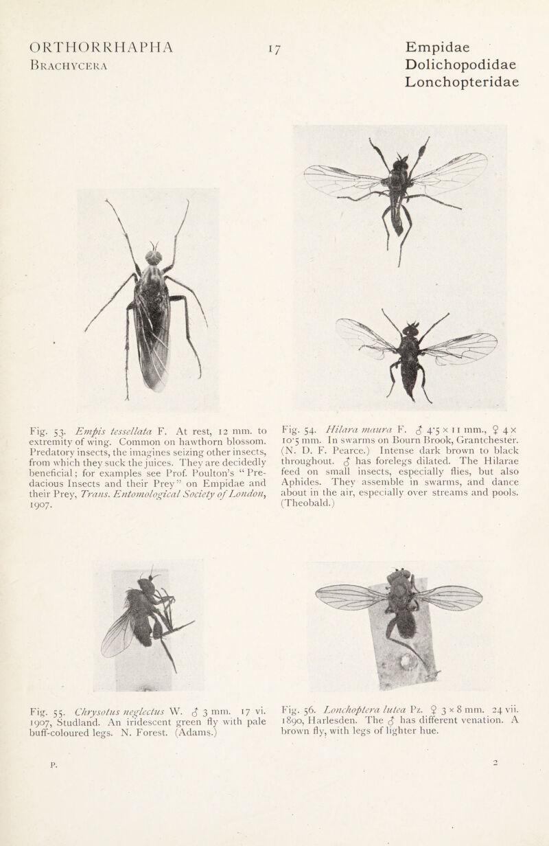Brachycera Dolichopodidae Lonchopteridae Fig. 53. Empis tessellata F. At rest, 12 mm. to extremity of wing. Common on hawthorn blossom. Predatory insects, the imagines seizing other insects, from which they suck the juices. They are decidedly beneficial; for examples see Prof. Poulton’s “Pre- dacious Insects and their Prey” on Empidae and their Prey, Trans. Entomological Society of London, 1907- Fig. 54. Hilara maura F. £ 4*5 x 11 mm., 9 4X io-5 mm. In swarms on Bourn Brook, Grantchester. (N. D. F. Pearce.) Intense dark brown to black throughout, p has forelegs dilated. The Hilarae feed on small insects, especially flies, but also Aphides. They assemble in swarms, and dance about in the air, especially over streams and pools. (Theobald.) Fig. 55. Chrysotus neglectus W. $ 3 mm. 17 vi. Fig. 56. Lonchoptera lutea Pz. 93x8mm. 24 vn. 1907, Studland. An iridescent green fly with pale 1890, Harlesden. The p has different venation. A buff-coloured legs. N. Forest. (Adams.) brown fly, with legs of lighter hue. P.