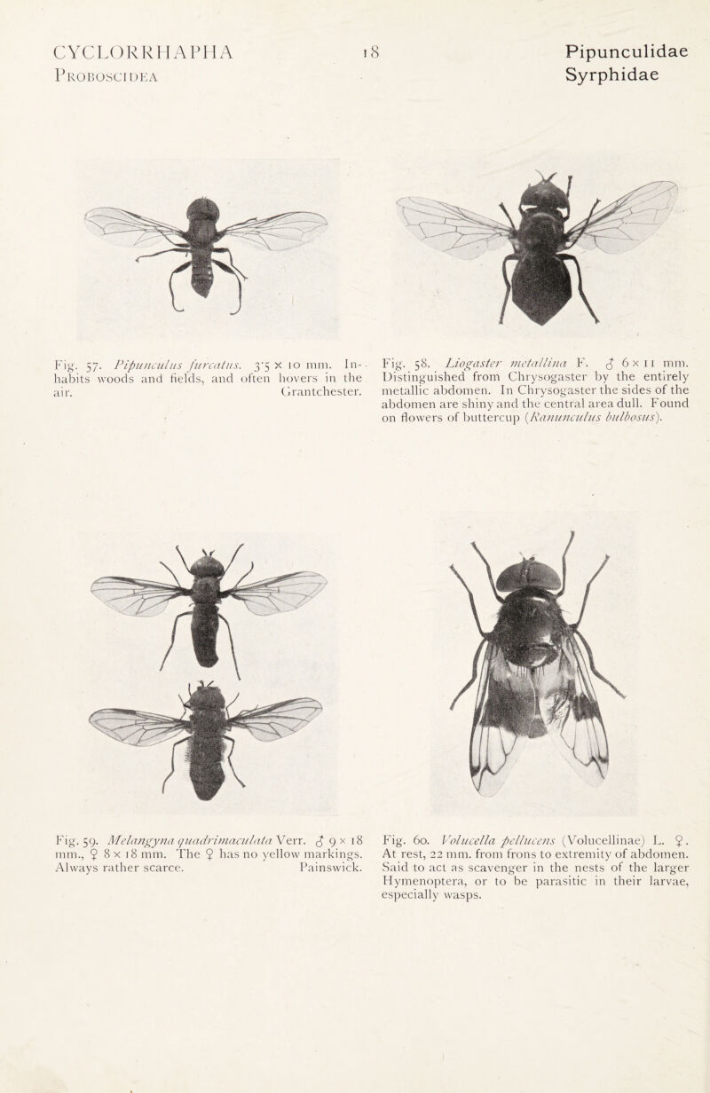 Proboscidea Syrphidae Fig. 57. Pipunculus furcatus. 3-5x10111111. In-. Fig. 58. Liogaster metallina F. ^6x11 mm. habits woods and fields, and often hovers in the Distinguished from Chrysogaster by the entirely air. Grantchester. metallic abdomen. In Chrysogaster the sides of the abdomen are shiny and the central area dull. Found on flowers of buttercup (.Ranunculus bulbosus). Fig. 59. Melangyna quadrimaculata Verr. £ 9 x 18 mm., 98x18 mm. The 9 has no yellow markings. Always rather scarce. Painswick. Fig. 60. Volucella pelliicens (Volucellinae) L. 9- At rest, 22 mm. from frons to extremity of abdomen. Said to act as scavenger in the nests of the larger Hymenoptera, or to be parasitic in their larvae, especially wasps.