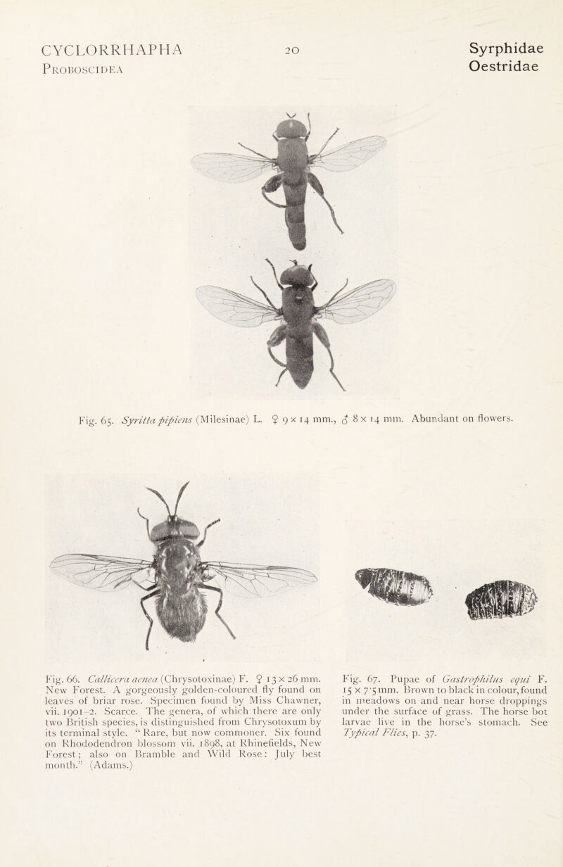 Proboscidea Oestridae w I Fig. 65. Syritta pipiens (Milesinae) L. $ 9 x 14 mm., ^8x14 mm. Abundant on flowers. Fig. 66. Callicera aenea (Chrysotoxinae) F. $ 13 x 26 mm. New Forest. A gorgeously golden-coloured fly found on leaves of briar rose. Specimen found by Miss Chawner, vii. 1901-2. Scarce. The genera, of which there are only two British species, is distinguished from Chrysotoxum by its terminal style. “Rare, but now commoner. Six found on Rhododendron blossom vii. 1898, at Rhinefields, New Forest; also on Bramble and Wild Rose: July best month.” (Adams.) Fig. 67. Pupae of Gastrophilns equi F. 15 x 7’5 mm. Brown to black in colour,found in meadows on and near horse droppings under the surface of grass. The horse hot larvae live in the horse’s stomach. See Typical Flies, p. 37.