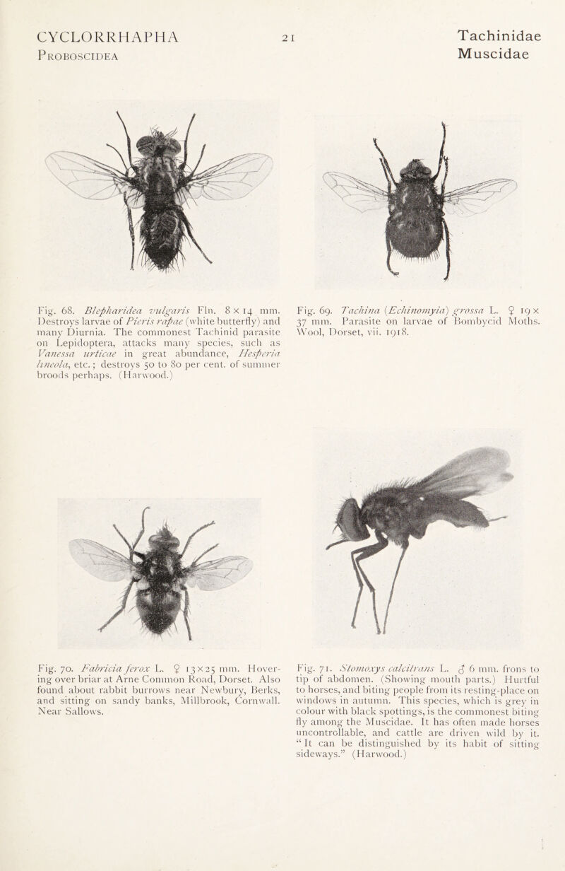 Proboscidea Muscidae Fig. 68. Blepharidea vulgaris Fin. 8 x 14 mm. Destroys larvae of Pieris rapae (white butterfly) and many Diurnia. The commonest Tachinid parasite on Lepidoptera, attacks many species, such as Vanessa urticae in great abundance, HesPeria hneola, etc.; destroys 50 to 80 per cent, of summer broods perhaps. (Harwood.) Fig. 70. Fabricia ferox L. 9 !3X25 mm. Hover- ing over briar at Arne Common Road, Dorset. Also found about rabbit burrows near Newbury, Berks, and sitting on sandy banks, Millbrook, Cornwall. Near Sallows. Fig. 69. Tachina {Echinomyia) gross a L. $ 19 x 37 mm. Parasite on larvae of Bombycid Moths. Wool, Dorset, vii. 1918. Fig. 71. Stomoxys calcitrans L. p 6 mm. frons to tip of abdomen. (Showing mouth parts.) Hurtful to horses, and biting people from its resting-place on windows in autumn. This species, which is grey in colour with black spottings, is the commonest biting- fly among the Muscidae. It has often made horses uncontrollable, and cattle are driven wild by it. “ It can be distinguished by its habit of sitting- sideways.” (Harwood.)