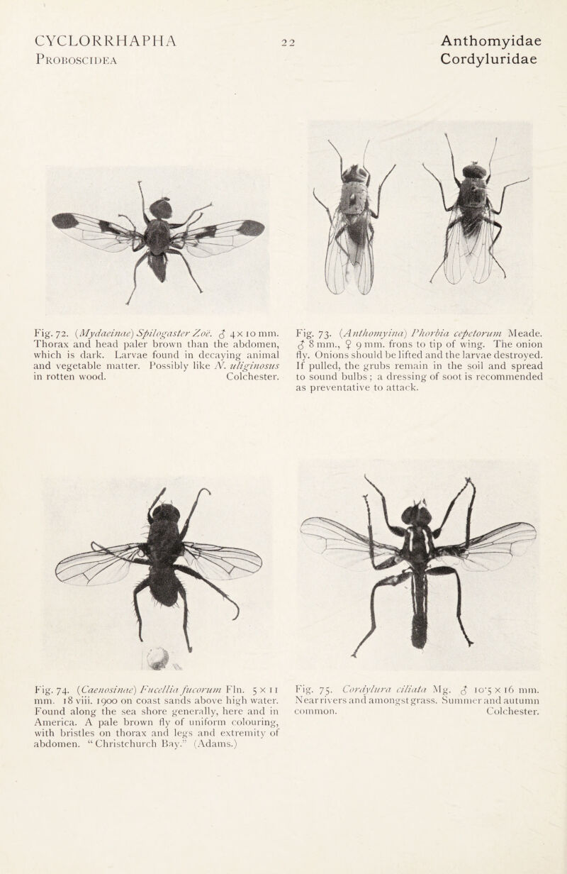 Proboscidea Cordyluridae Fig. 72. (Mydaeinae) Spilogaster Zo'e. ^4x10 mm. Thorax and head paler brown than the abdomen, which is dark. Larvae found in decaying animal and vegetable matter. Possibly like N. uliginosus in rotten wood. Colchester. Fig. 73. (Anthomyina) Phorbia cepetorum IVleade. p 8 mm., $ 9 nun. frons to tip of wing. The onion fly. Onions should be lifted and the larvae destroyed. If pulled, the grubs remain in the soil and spread to sound bulbs ; a dressing of soot is recommended as preventative to attack. Fig. 74. (Caenosinae) Fucellia fucorum Fin. 5x11 mm. 18 viii. 1900 on coast sands above high water. Found along the sea shore generally, here and in America. A pale brown fly of uniform colouring, with bristles on thorax and legs and extremity of abdomen. “ Christchurch Bay.” (Adams.) Fig. 75. Cordylura ciliata Mg. P 10:5 x 16 mm. Near rivers and amongst grass. Summer and autumn common. Colchester.