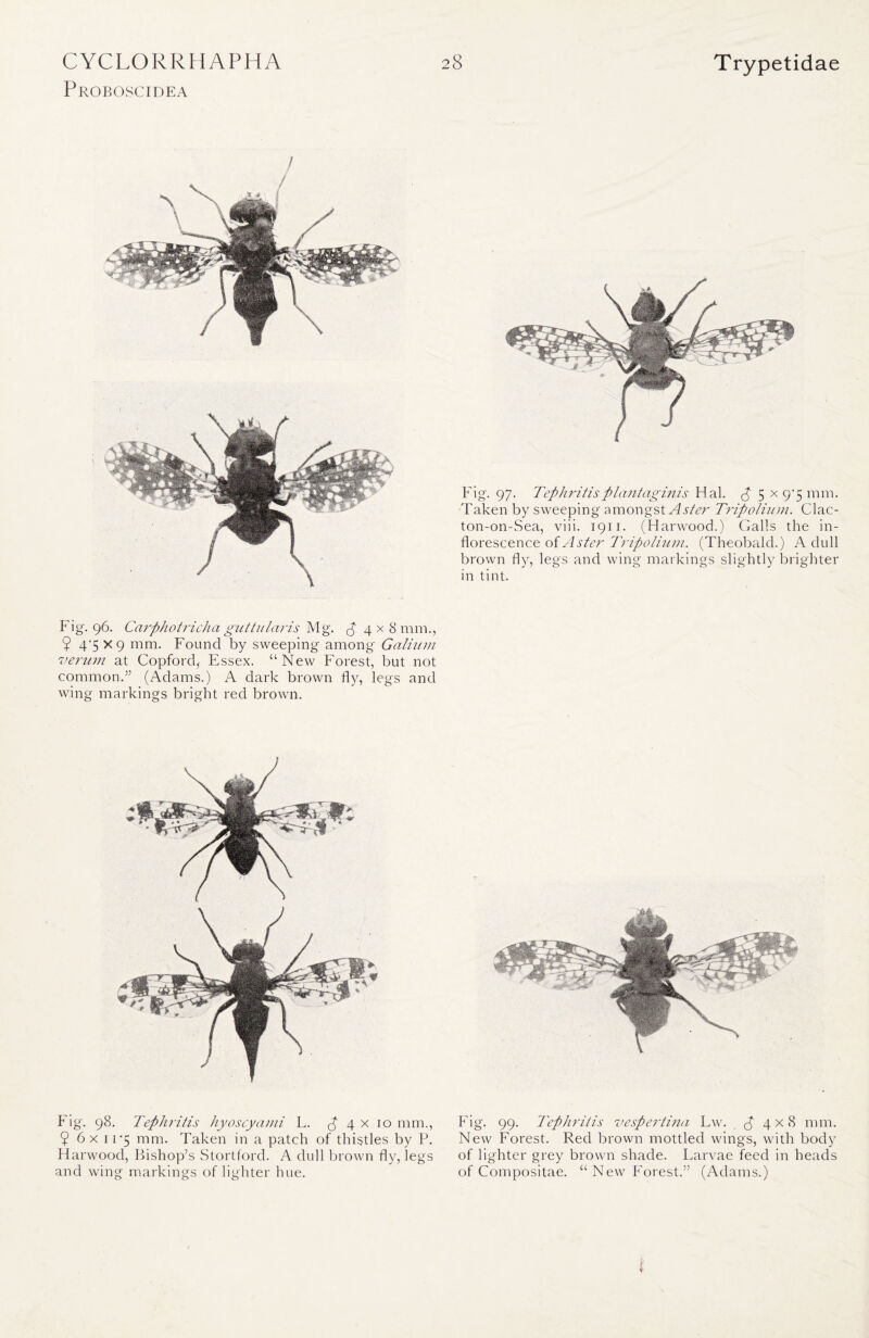 Proboscidea Fig. 97. Tephritisplantaginis Hal. 5 x 9^ mm. Taken by sweeping amongst Aster Tripolium. Clac- ton-on-Sea, viii. 1911. (Harwood.) Galls the in- florescence of A ster Tripolium. (Theobald.) A dull brown fly, legs and wing markings slightly brighter in tint. Fig. 96. Carphotricha gut tit laris Mg. 4 x 8 mm., $ 4‘5 x 9 mm. Found by sweeping among Galium verum at Copford,- Essex. “New Forest, but not common.” (Adams.) A dark brown fly, legs and wing markings bright red brown. Fig. 98. Tephritis hyoscyami L. p 4 x 10 mm., 9 6x 11-5 mm. Taken in a patch of thistles by P. Harwood, Bishop’s Stortford. A dull brown fly, legs and wing markings of lighter hue. Fig. 99. Tephritis vespertina Lw. ^4x8 mm. New Forest. Red brown mottled wings, with body of lighter grey brown shade. Larvae feed in heads of Compositae. “New Forest.” (Adams.)