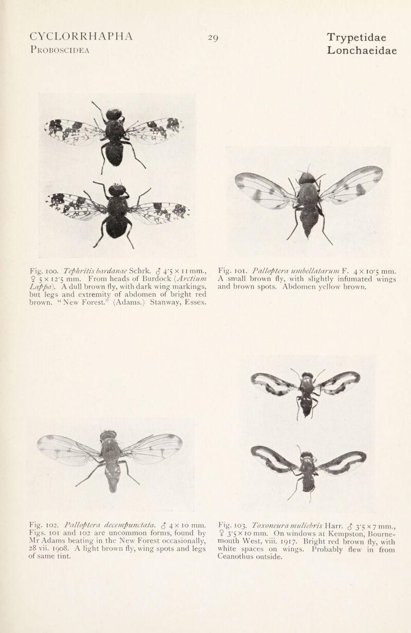 Proboscidea 29 Trypetidae Lonchaeidae Fig. 102. Palloptera decempunctata. ^4x10 mm. Figs. 101 and 102 are uncommon forms, found by Mr Adams beating in the New Forest occasionally, 28 vii. 1908. A light brown fly, wing spots and legs of same tint. Fig. 103. Toxonenramuliebris Harr, p 3-5 x 7 mm., 9 3-5 x 10 mm. On windows at Kempston, Bourne- mouth West, viii. 1917. Bright red brown fly, with white spaces on wings. Probably flew in from Ceanothus outside. Fig. 100. Tephritis bardanae Schrk. p 4'5 x 11 mm., 9 5 x 12*5 mm. From heads of Burdock {Arctium Lappa). A dull brown fly, with dark wing markings, but legs and extremity of abdomen of bright red brown. u New Forest.” (Adams.) Stanway, Essex. Fig. 101. Palloptera umbellatarum F. 4 x xo‘5 mm. A small brown fly, with slightly infumated wings and brown spots. Abdomen yellow brown.