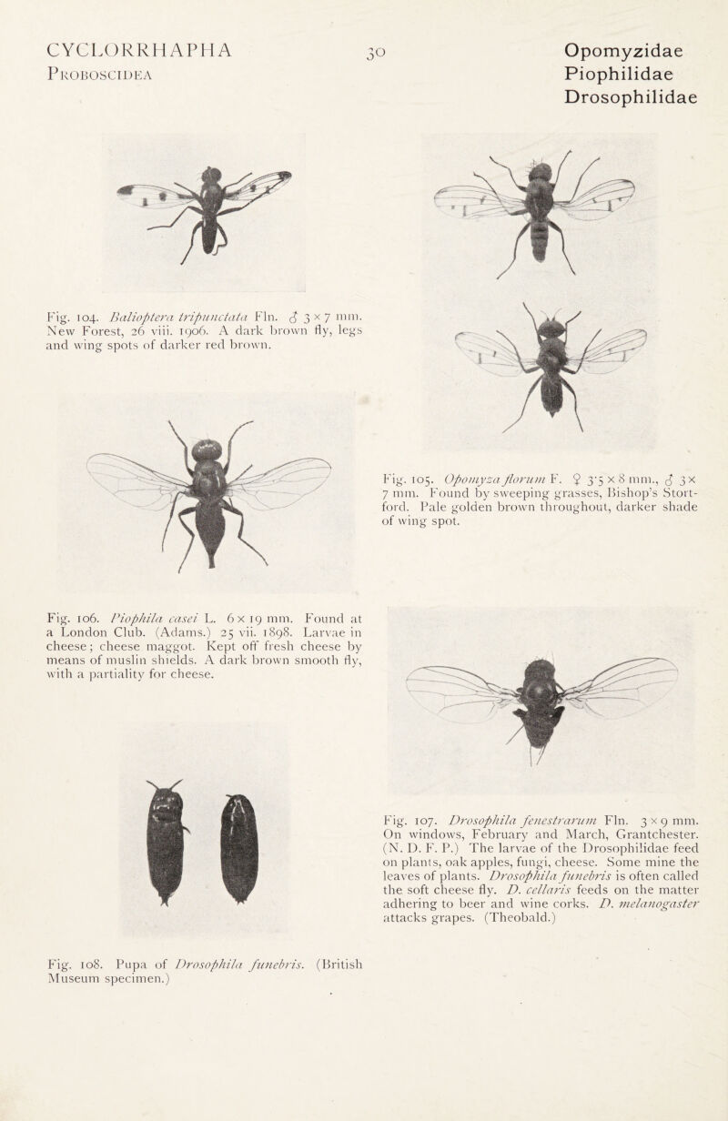 Pi \OBOSCIDEA Piophilidae Drosophilidae o Fig. 104. Balioptera tripunctata Fin. Cj 3 x 7 mm. New Forest, 26 viii. 1906. A dark brown fly, legs and wing spots of darker red brown. Fig. 105. Opomyza fiorum F. 9 3'5 x 8 mm., ^ 3 x 7 mm. Found by sweeping grasses, Bishop’s Stort- ford. Pale golden brown throughout, darker shade of wing spot. Fig. 106. Piophila casei L. 6 x19 mm. Found at a London Club. (Adams.) 25 vii. 1898. Larvae in cheese; cheese maggot. Kept off fresh cheese by means of muslin shields. A dark brown smooth fly, with a partiality for cheese. Fig. 107. Drosophila fenestramm Fin. 3 x9 mm. On windows, February and March, Grantchester. (N. D. F. P.) The larvae of the Drosophilidae feed on plants, oak apples, fungi, cheese. Some mine the leaves of plants. Drosophila funehris is often called the soft cheese fly. D. cellaris feeds on the matter adhering to beer and wine corks. D. melanogaster attacks grapes. (Theobald.) Fig. 108. Pupa of Drosophila funebris. (British Museum specimen.)