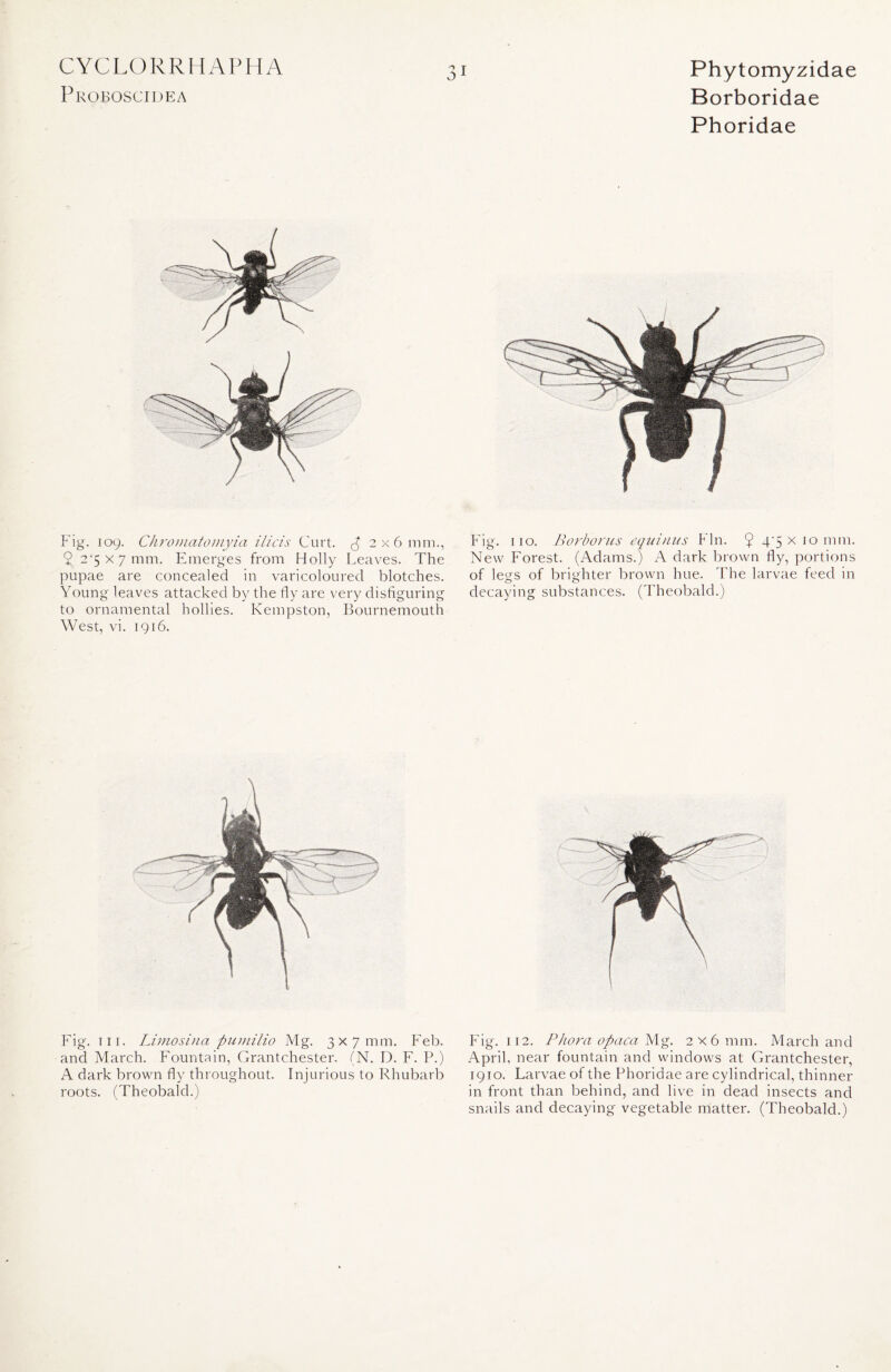 Proboscidea Phytomyzidae Borboridae Phoridae Fig. 109. Chromatomyia ilicis Curt. £ 2x6mm., Fig. 110. Borborus eqmnus Fin. 9 4/5 x jo mm. % 2*5x7 mm. Emerges from Holly Leaves. The New Forest. (Adams.) A dark brown fly, portions pupae are concealed in varicoloured blotches. of legs of brighter brown hue. 1 he larvae feed in Young leaves attacked by the fly are very disfiguring decaying substances. (Theobald.) to ornamental hollies. Kempston, Bournemouth West, vi. 1916. Fig. in. Limosina pumilio Mg. 3x7 mm. Feb. and March. Fountain, Grantchester. (N. D. F. P.) A dark brown fly throughout. Injurious to Rhubarb roots. (Theobald.) Fig. 112. Phora opaca Mg. 2x6 mm. March and April, near fountain and windows at Grantchester, 1910. Larvae of the Phoridae are cylindrical, thinner in front than behind, and live in dead insects and snails and decaying vegetable matter. (Theobald.)