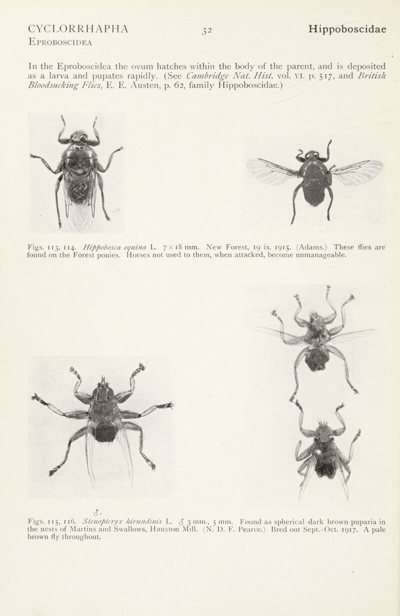 Eproboscidea 32 In the Eproboscidea the ovum hatches within the body of the parent, and is deposited as a larva and pupates rapidly. (See Cambridge Nat. Hist. vol. VI. p. 517, and British Bloodsucking Flies, E. E. Austen, p. 62, family Hippoboscidae.) Figs. 113, 114. Hippobosca equina L. 7 x18 mm. New Forest, 19 ix. 1915. (Adams.) These flies are found on the Forest ponies. Horses not used to them, when attacked, become unmanageable. d • Figs. 115, 116. Stenopteryx hirundinis L. d 3 mm., 5 mm. Found as spherical dark brown puparia in the nests of Martins and Swallows, Hauxton Mill. (N. D. F. Pearce.) Bred out Sept.-Oct. 1917. A pale brown fly throughout.
