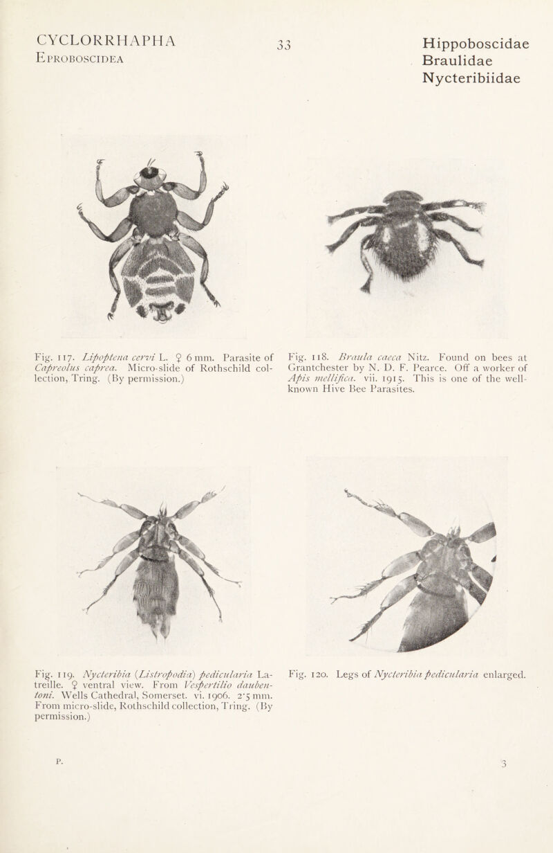 Eproboscidea Hippoboscidae Braulidae Nycteribiidae Jj Fig. ii 7. Lipoptena cervi L. 9 6 mm. Parasite of Fig. 118. Braula caeca Nitz. Found on bees at Capreolus caprea. Micro-slide of Rothschild col- Grantchester by N. D. F. Pearce. Off a worker of lection, Tring. (By permission.) Apis mellifica. vii. 1915. This is one of the well- known Flive Bee Parasites. Fig. 119. Nycteribia (Listropodia) pedicularia La- Fig. 120. Legs of Nycteribia pedicularia enlarged, treille. 9 ventral view. From Vespertilio dauben- toni. Wells Cathedral, Somerset, vi. 1906. 2*5 mm. From micro-slide, Rothschild collection, Tring. (By permission.) a P.