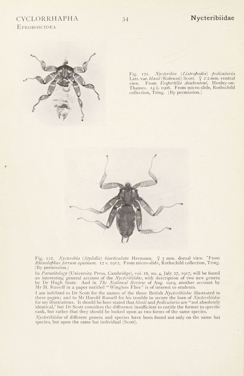Eproboscidea Fig. 121. Nycteribia (Li'stropodia) pedicularia Latr. var. blasii (Kolenati) Scott. 9 2'2 mm- ventral view. From Vespertilio daubentoni, Henley-on- Thames. 14 ii. 1906. From micro-slide, Rothschild collection, Tring. (By permission.) Fig. 122. Nycteribia (Stylidia) biarticulata Hermann. $ 3 mm. dorsal view. * From Rhinolophus ferrum equinum. 12 v. 1912, From micro-slide, Rothschild collection, Tring. (By permission.) In Parasitology (University Press, Cambridge), vol. IX. no. 4, July 27, 1917, will be found an interesting general account of the Nycteribiidae’, with description of two new genera by Dr Hugh Scott. And in The National Review of Aug. 1919, another account by Mr H. Russell in a paper entitled “Wingless Flies” is of interest to students. I am indebted to Dr Scott for the names of the three British Nycteribiidae illustrated in these pages; and to Mr Harold Russell for his trouble to secure the loan of Nycteribiidae for my illustrations. It should be here stated that blasii and pedicularia are “ not absolutely identical,” but Dr Scott considers the difference insufficient to entitle the former to specific rank, but rather that they should be looked upon as two forms of the same species. Nycteribiidae of different genera and species have been found not only on the same bat species, but upon the same bat individual (Scott).