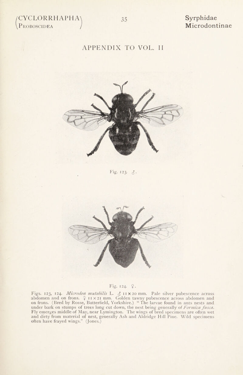 Proboscidea 35 Microdontinae APPENDIX TO VOL. II Fig. 12 O A* 3 • Fig. 124. Figs. 123, 124. Microdon mutabilis L. £ 11x20 mm. Pale silver pubescence across abdomen and on frons. 4 11x21 mm. Golden tawny pubescence across abdomen and on frons. (Bred by Rosse, Butterfield, Yorkshire.) “The larvae found in ants nests and under bark on stumps of trees long cut down, the nest being generally of Formica fusca. Fly emerges middle of May, near Lymington. The wings of bred specimens are often wet and dirty from material of nest, generally Ash and Aldridge Hi 11 Pine. Wild specimens often have frayed wings.” (Jones.)