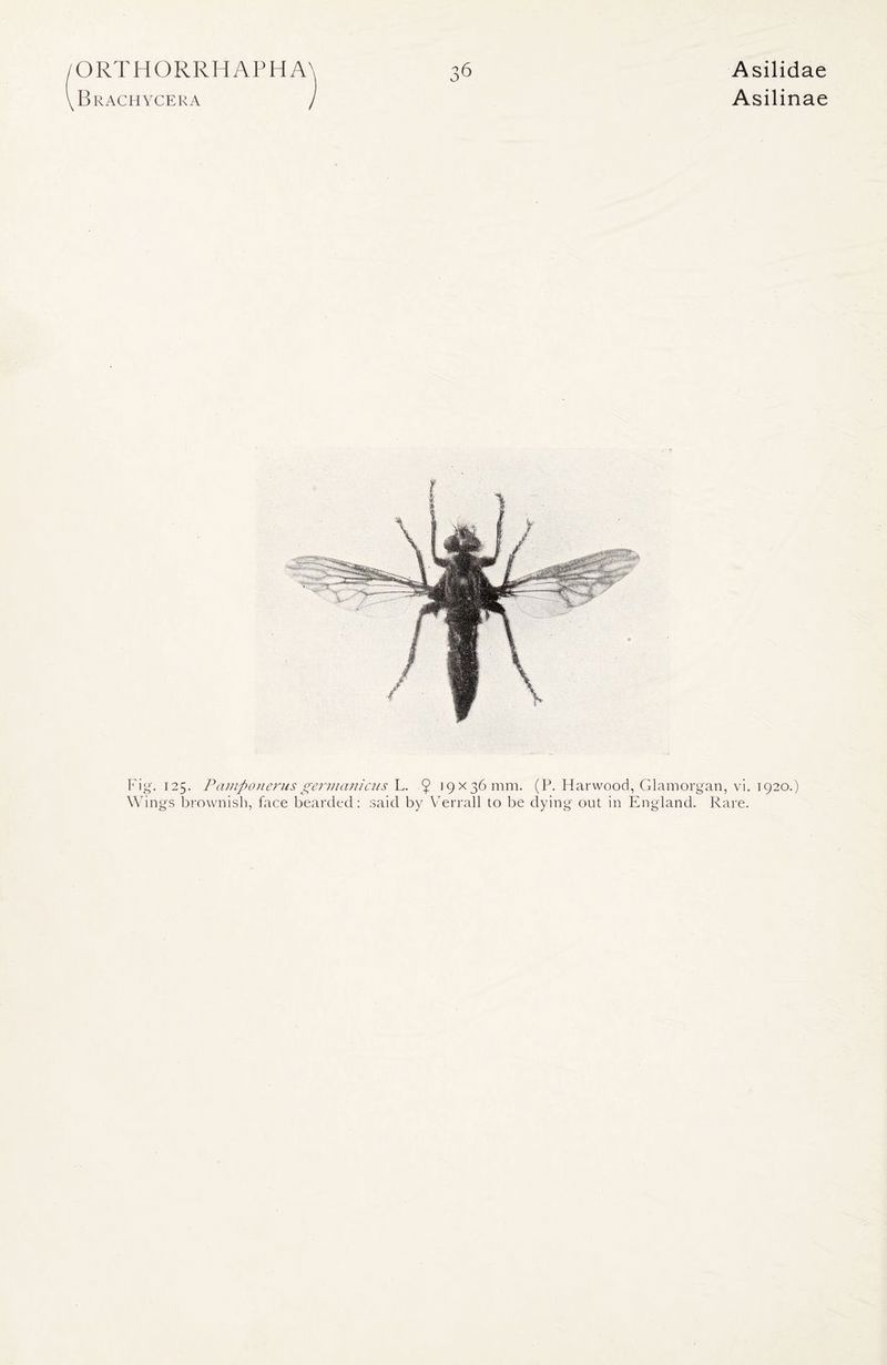 ORTHORRHAPHA Brachycera Asilidae Asilinae 4 Fig. 125. Pamponerus germ aniens L. $ 19x36 mm. (P. Harwood, Glamorgan, vi. 1920.) Wings brownish, face bearded: said by Verrall to be dying out in England. Rare.