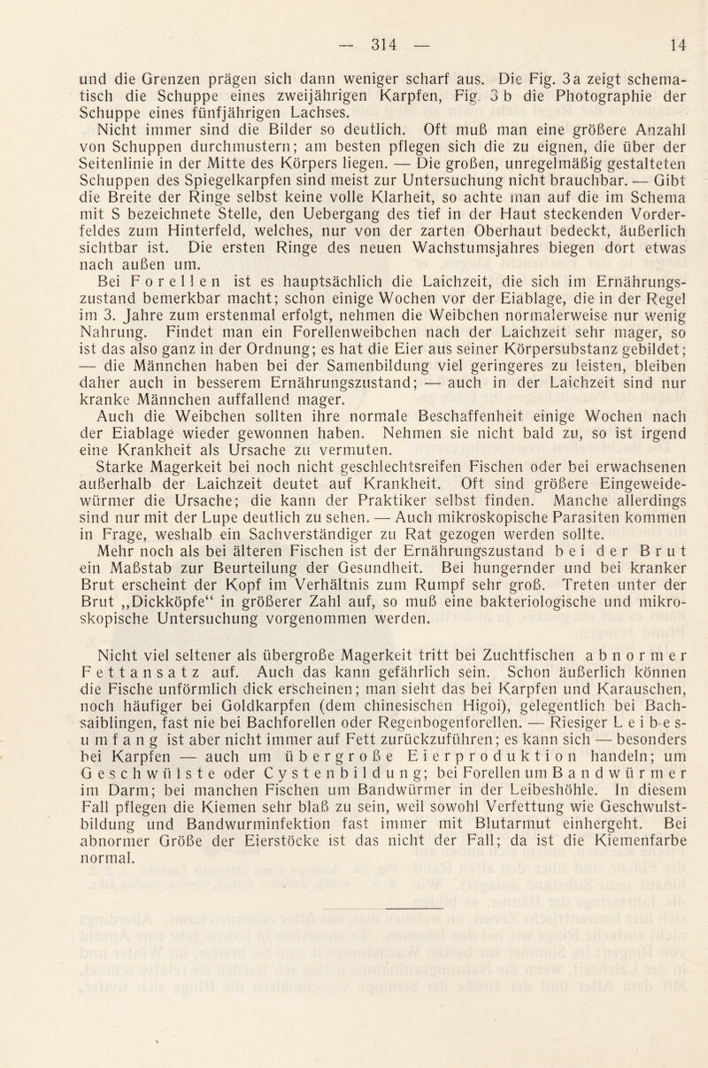 und die Grenzen pragen sich dann weniger scharf aus. Die Fig. 3 a zeigt schema- tisch die Schuppe eines zweijahrigen Karpfen, Fig 3 b die Photographie der Schuppe eines fiinfjahrigen Lachses. Nicht immer sind die Bilder so deutlich. Oft mu6 man eine grobere Anzahl von Schuppen durchmustern; am besten pflegen sich die zu eignen, die liber der Seitenlinie in der Mitte des Korpers liegen. — Die groben, unregelmabig gestalteten Schuppen des Spiegelkarpfen sind meist zur Untersuchung nicht brauchbar. — Gibt die Breite der Ringe selbst keine voile Klarheit, so achte man auf die im Schema mit S bezeichnete Stelle, den Uebergang des tief in der Haut steckenden Vorder- feldes zurn Hinterfeld, welches, nur von der zarten Oberhaut bedeckt, auberlich sichtbar ist. Die ersten Ringe des neuen Wachstumsjahres biegen dort etwas nach auben um. Bei F o r e 11 e n ist es hauptsachlich die Laichzeit, die sich im Ernahrungs- zustand bemerkbar macht; schon einige Wochen vor der Eiablage, die in der Regel im 3. Jahre zum erstenmal erfolgt, nehmen die Weibchen normalerweise nur wenig Nahrung. Findet man ein Forellenweibchen nach der Laichzeit sehr mager, so ist das also ganz in der Ordnung; es hat die Eier aus seiner Korpersubstanz gebildet; — die Mannchen haben bei der Samenbildung viel geringeres zu leisten, bleiben daher auch in besserem Ernahrungszustand; — auch in der Laichzeit sind nur kranke Mannchen auffallend mager. Auch die Weibchen sollten ihre normale Beschaffenheit einige Wochen nach der Eiablage wieder gewonnen haben. Nehmen sie nicht bald zu, so ist irgend eine Krankheit als Ursache zu vermuten. Starke Magerkeit bei noch nicht geschlechtsreifen Fischen oder bei erwachsenen auberhalb der Laichzeit deutet auf Krankheit. Oft sind grobere Eingeweide- wurmer die Ursache; die kann der Praktiker selbst finden. Manche allerdings sind nur mit der Lupe deutlich zu sehen. — Auch mikroskopische Parasiten kommen in Frage, weshalb ein Sachverstandiger zu Rat gezogen werden sollte. Mehr noch als bei alteren Fischen ist der Ernahrungszustand bei der Brut ein Mabstab zur Beurteilung der Gesundheit. Bei hungernder und bei kranker Brut erscheint der Kopf im Verhaltnis zum Rumpf sehr grob. Treten unter der Brut ,,Dickkopfe“ in groberer Zahl auf, so mub eine bakteriologische und mikro¬ skopische Untersuchung vorgenommen werden. Nicht viel seltener als tibergrobe Magerkeit tritt bei Zuchtfischen abnormer Fettansatz auf. Auch das kann gefahrlich sein. Schon auberlich konnen die Fische unformlich dick erscheinen; man sieht das bei Karpfen und Karauschen, noch haufiger bei Goldkarpfen (dem chinesischen Higoi), gelegentlich bei Bach- saiblingen, fast nie bei Bachforellen oder Regenbogenforellen. — Riesiger L e i b e s- umfang ist aber nicht immer auf Fett zuruckzufuhren; es kann sich — besonders bei Karpfen — auch um iibergrobe Eierproduktion handeln; um G e s c h w ii 1 s t e oder Cystenbildung; bei Forellen um Bandwurmer im Darm; bei manchen Fischen um Bandwurmer in der Leibeshohle. In diesem Fall pflegen die Kiemen sehr blab zu sein, weil sowohl Verfettung wie Geschwulst- bildung und Bandwurminfektion fast immer mit Blutarmut einhergeht. Bei abnormer Grobe der Eierstocke ist das nicht der Fall; da ist die Kiemenfarbe normal.