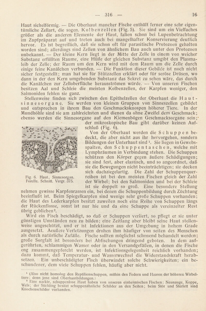 Haul sichelformig. — Die Oberhaut mancher Fische enthalt ferner eine sehr eigen- tumliche Zellart, die sogen. Kolbenzellen (Fig. 5). Sie sind um ein Vielfaches grober als die anderen Elemente der Haut, fallen schon bei Lupenbetrachtung im Zupfpraparat auf und treten auch bei mangelhafter Konservierung deutlich hervor. Es ist begreiflich, dab sie schon oft fiir parasitische Protozoen gehalten worden sind; allerdings sind Zellen von ahnlichem Ban auch unter den Protozoen unbekannt. — Der kleine Kern liegt in der Mitte der Zelle in einem von weicher Substanz erfullten Raume, eine Hiille der gleichen Substanz umgibt den Plasma- leib der Zelle; der Raum um den Kern wird mit dem Raum um die Zelle durch einige feine Kanalchen verbunden. — Die Funktion dieser Gebilde ist noch nicht sicher festgestellt; man hat sie fiir Sttitzzellen erklart oder fiir serose Drusen, wo dann in der den Kern umgebenden Substanz das Sekret zu sehen ware, das durch die Kanalchen zur Zelloberflache herausstromen wtirde. — Von unseren Fischen besitzen Aal und Schleie die meisten Kolbenzellen, der Karpfen weniger, den Salmoniden fehlen sie ganz. Stellenweise finden sich zwischen den Epithelzellen der Oberhaut die Haut- sinnes-organe. Sie werden von kleinen Gruppen von Sinneszellen gebildet und entsprechen in ihrem Bau den Geschmacksknospen hoherer Tiere. In der Mundhohle sind sie am zahlreichsten und dienen da ohne Zweifel dem Geschmack;. ebenso werden die Sinnesorgane auf den Kiemenbogen Geschmacksorgane sein;* der mikroskopische Bau gibt dartiber keinen Auf- schlub (Fig. 6). Von der Oberhaut werden die Schuppen be- deckt, die aber nicht aus ihr hervorgehen, sondern Bildungen der Unterhaut sind E Sie liegen in Gewebs- spalten, den Schuppentaschen, welche mit Lymphraumen in Verbindung stehen. Die Schuppen schiitzen den Kdrper gegen aubere Schadigungen; sie sind fest, aber elastisch, und so angeordnet, dab sie die Bewegungen nicht beeintrachtigen; sie decken sich dachziegelartig. Die Zahl der Schuppenquer- reihen ist bei den meisten Fischen gleich der Zahl der Wirbel; bei den Salmoniden und bei der Schleie ist sie doppelt so grob. Eine besondere Stellung nehmen gewisse Karpfenrassen ein, bei denen die Schuppenbildung durch Ziichtung beeinflubt ist. Beim Spiegelkarpfen sind wenige sehr grobe Schuppen vorhanden; die Haut des Lederkarpfen besitzt zuweilen noch eine Reihe von Schuppen langs der Riickenflosse, sonst ist nur hie und da eine Schuppe als vereinzelter Rest ubrig geblieben1 2. Wird ein Fisch besehadigt, so dab er Schuppen verliert, so pflegt er sie unter gunstigen Umstanden neu zu bilden; eine Zeitlang aber bleibt seine Haut stellen¬ weise ungeschiitzt, und er ist Infektionen aus der Umgebung in hohem Grade ausgesetzt. Aeubere Verletzungen drohen ihm haufiger von seiten des Menschen als durch natiirliche Zufalle. Fische sollten moglichst schonend behandelt werden; grobe Sorgfalt ist besonders bei Abfischungen dringend geboten. In dem auf- geriihrten, schlammigen Wasser oder in den Versandgefaben, in denen die Fische eng zusarnmengepfercht werden, ist Infektionsgelegenheit reichlich vorhanden; dazu kommt, dab Temperatur- und Wasserwechsel die Widerstandskraft herab- setzen. Ein unbeschadigter Fisch iiberwindet solche Schwierigkeiten; ein be- schundener, dem viele Schuppen fehlen, haufig aber nicht. 1 (Also nicht homolog den Reptilienschuppen, mithin den Federn und Haaren der hoheren Wirbel- tiere; denn jene sind Oberhautbildungen.) 2 Eine nackte, schuppenlose Haut haben von unseren einheimischen Fischen: Neunauge, Koppe> Weis; der Stichling besitzt schuppenahnliche Schilder an den Seiten; beim Stor und Sterlett sind Knochenschilder vorhanden. Fig. 6. Haut, Sinnesorgan. Forelle. Schnitt. Vergr. 375.