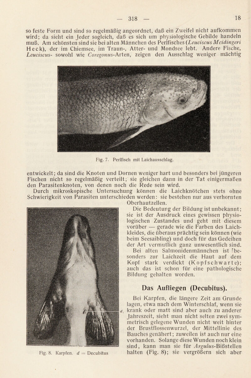 so feste Form und sind so regelmabig angeordnet, dab ein Zweifel nicht aufkommen wird; da sieht ein Jeder sogleich, daB es sich um physiologische Gebilde handeln mub. Am schonsten sind sie bei alten Mannchen des Perlfisches (Leuciscus Meidingeri Heck), der im Chiemsee, im Traun-, Atter- und Mondsee lebt. Andere Fische, Leuciscus- sowohl wie Coregonus-Arten, zeigen den Ausschlag weniger machtig Fig. 7. Perlfisch mit Laichausschlag. entwickelt; da sind die Knoten und Dornen weniger hart und besonders bei jungeren Fischen nicht so regelmabig verteilt; sie gleichen dann in der Tat einigermaben den Parasitenknoten, von denen noch die Rede sein wird. Durch mikroskopische Untersuchung konnen die Laichknotchen stets ohne Schwierigkeit von Parasiten unterschieden werden: sie bestehen nur aus verhornten Oberhautzellen. Die Bedeutung der Bildung ist unbekannt; sie ist der Ausdruck eines gewissen physio- logischen Zustandes und geht mit diesem vortiber — gerade wie die Farben des Laich- kleides, die uberaus prachtig sein konnen (wie beim Seesaibling) und doch fur dasGedeihen der Art vermutlich ganz unwesentlich sind. Bei alten Salmonidenmannchen ist fbe- sonders zur Laichzeit die Haut auf deni Kopf stark verdickt (Kopfschwarte); auch das ist schon fur eine pathologische Bildung gehalten worden. Fig. 8. Karpfen. d = Decubitus Das Aufliegen (Decubitus). Bei Karpfen, die langere Zeit am Grunde lagen, etwa nach dem Winterschlaf, wenn sie d, krank oder matt sind aber auch zu anderer Jahreszeit, sieht man nicht selten zwei sym- metrisch gelegene Wunden nicht weit hinter der Brustflossenwurzel, der Mittellinie des Bauches genahert; zuweilen ist auch nur eine vorhanden. Solange diese Wunden noch klein sind, kann man sie fur HrgwA/s-Bibstellen halten (Fig. 8); sie vergrobern sich aber