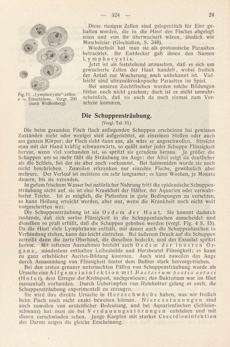 Fig. 11. „Lymphocystis“-zellen. e == Einschliisse. Vergr. 200 (nach Weifienberg). Diese riesigen Zelien sind gelegentlich fur Eier ge- halten worden, die in die Haul des Fisches abgelegt seien und von ihr iiberwucnert waren, ahnlich wie Muscheleier (Glochidien, S. 348). - Wiederholt hat man sie als protozoische Parasiten betrachtet. Ihr Entdecker gab ihnen den Namen Lymphocystis. Jetzt ist als feststehend anzusehen, dab es sich um gewucherte Zelien der Haut handelt, wobei freilich der Anlab zur Wucherung noch unbekannt ist. Viel- leicht sind ultramikroskopische Parasiten im Spiel. Bei unseren Zuchtfischen wurden solche Bildungen bishei noch nicht gesehen; doch ist es nicht unwahr- scheinlich, dab sie auch da noch einmal zum Vor- schein kommen. Die Schuppenstraubung. (Vergl. Taf. VI.) Die beim gesunden Fisch flach anliegenden Schuppen erscheinen bei gewissen Zustanden mehr Oder weniger steil aufgerichtet, an einzelnen Stellen oder auch am ganzen Korper; der Fisch sieht dann aus, als ware er angeschwollen. Streicht man mit der Hand kraftig schwanzwarts, so quillt unter jeder Schuppe Fliissigkeit hervor, wenn vie! vorhanden ist, so spritzt sie geradezu heraus. Je grober die Schuppen um so mehr fallt die Straubung ins Auge: der Aitel zeigt sie deutlicher als die Schleie, bei der sie aber auch vorkommt. Bei Salmoniden wurde sie noch nicht beschrieben. Zuweilen erkranken nur einzelne Fische, gewohnlich aber mehrere. Der Verlauf ist meistens ein sehr langsamer; es kann Wochen, ja Monate dauern, bis sie verenden. In gutem frischem Wasser bei naturlicher Nahrung tritt die epidemische Schuppen¬ straubung nicht auf. sie ist eine Krankheit der Halter, der Aquarien oder verwahr- loster Teiche. Ist es moglich, die Patienten in gute Bedingungen zu versetzen, so kann Heilung erreicht werden, aber nur, wenn die Krankheit noch nicht weit vorgeschritten war. Die Schuppenstraubung ist ein 0 e d e m der Haut. Sie kommt dadurch zustande, dab sich serose Fliissigkeit in die Schuppentaschen ausscheidet und dieselben so prall erfiillt, dab die Schuppen gehoben werden (vergl. Fig. 4 S. 15). Da die Haut viele Lymphraume enthalt, mit denen auch die Schuppentaschen in Verbindung stehen, kann das leicht eintreten. Bei auberem Druck auf die Schuppen zerreibt dann die zarte Oberhaut, die dieselben bedeckt, und das Exsudat spritzt hervor. Mit seltenen Ausnahmen besteht auch Oedem der inneren 0 r- gane, mindestens enthalten Leibeshohle und Herzbeutel Fliissigkeit; es kann zu ganz erheblicher Ascites-Bildung kommen. Auch wird zuweilen das Auge durch Ansammlung von Fliissigkeit hinter dem Bulbus stark hervorgetrieben. Bei den ersten genauer untersuchten Fallen von Schuppenstraubung wurde als Ursache eine Allgem eininfektion mit Bacterium pestis a s t a ci (H o f e r), dem Erreger der Krebspest, nachgewiesen; das Bakterium war im Blut massenhaft vorhanden. Durch Ueberimpfen von Reinkultur gelang es auch, die Schuppenstraubung experimentell zu erzeugen. Sie wird ihre direkte Ursache in Herzschwache haben, was wir freilich beim Fisch noch nicht exakt beweisen konnen. Nierenstau ungen sind auch zuweilen von ursachlicher Bedeutung, und bei Aquarienfischen (Schleier- schwanz) hat man sie bei Verdauungsstorungen entstehen und mit diesen verschwinden sehen. Junge Karpfen mit starker Coccidieninfektion des Darms zeigen die gleiche Erscheinung.